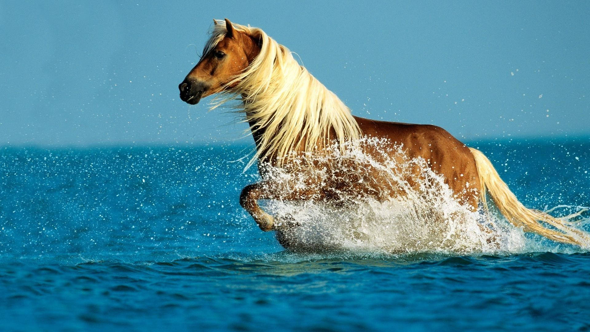 Cute Horse Sa Tubig Wallpaper