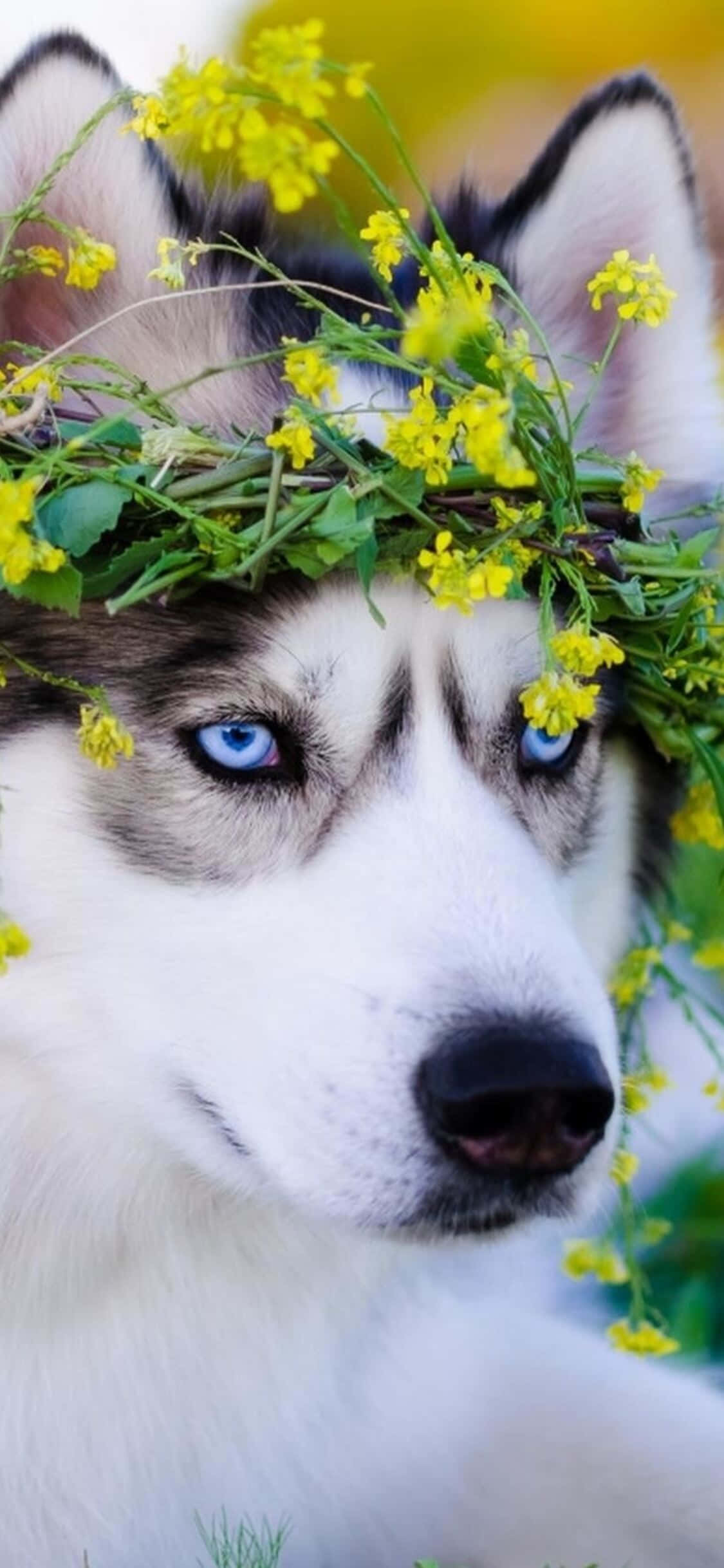 Cute Husky Dog Na May Dahon Picture Wallpaper