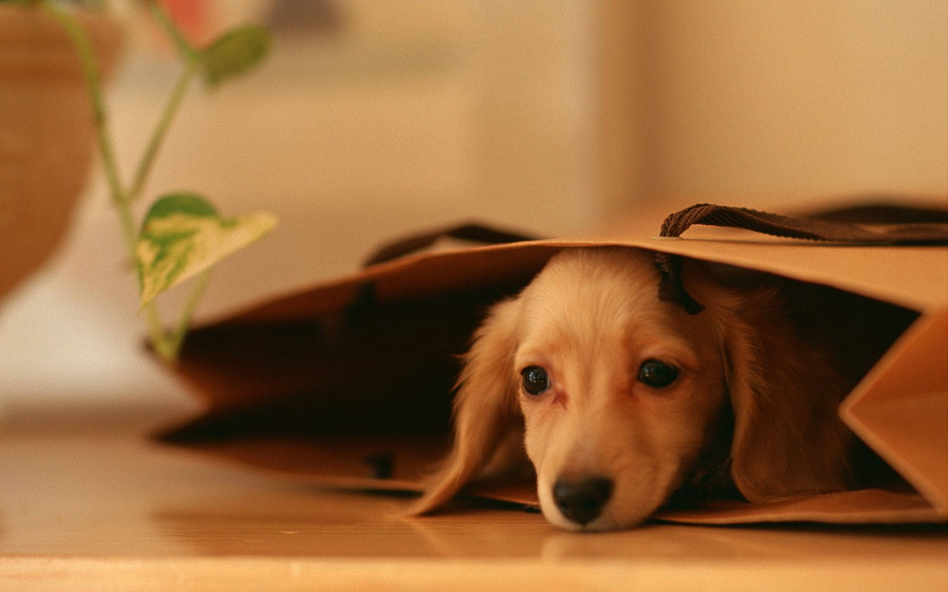 Cute na Aso sa Loob ng Brown Bag Wallpaper