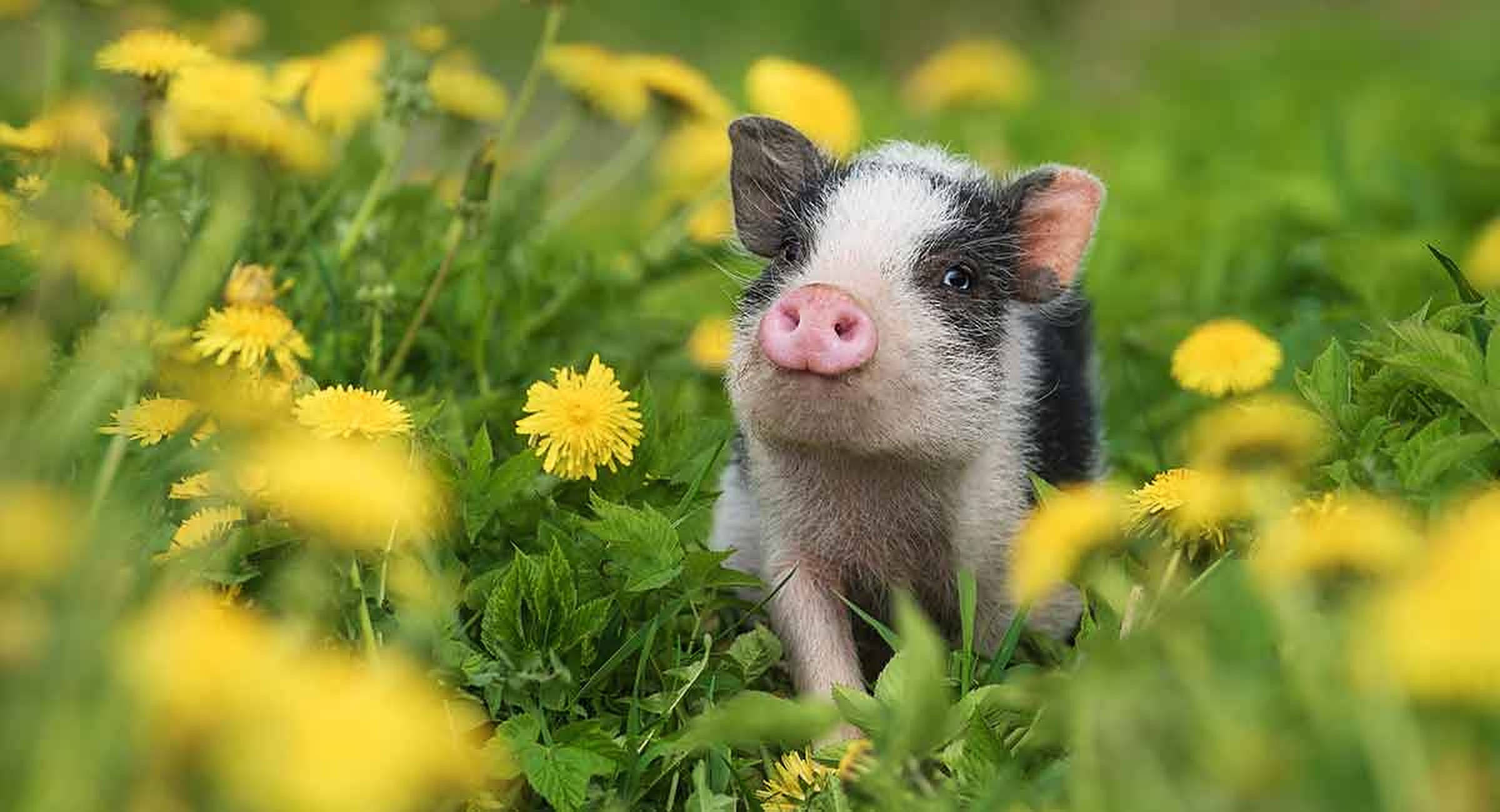 Cute na Baboy sa Bulaklakang Parang Wallpaper