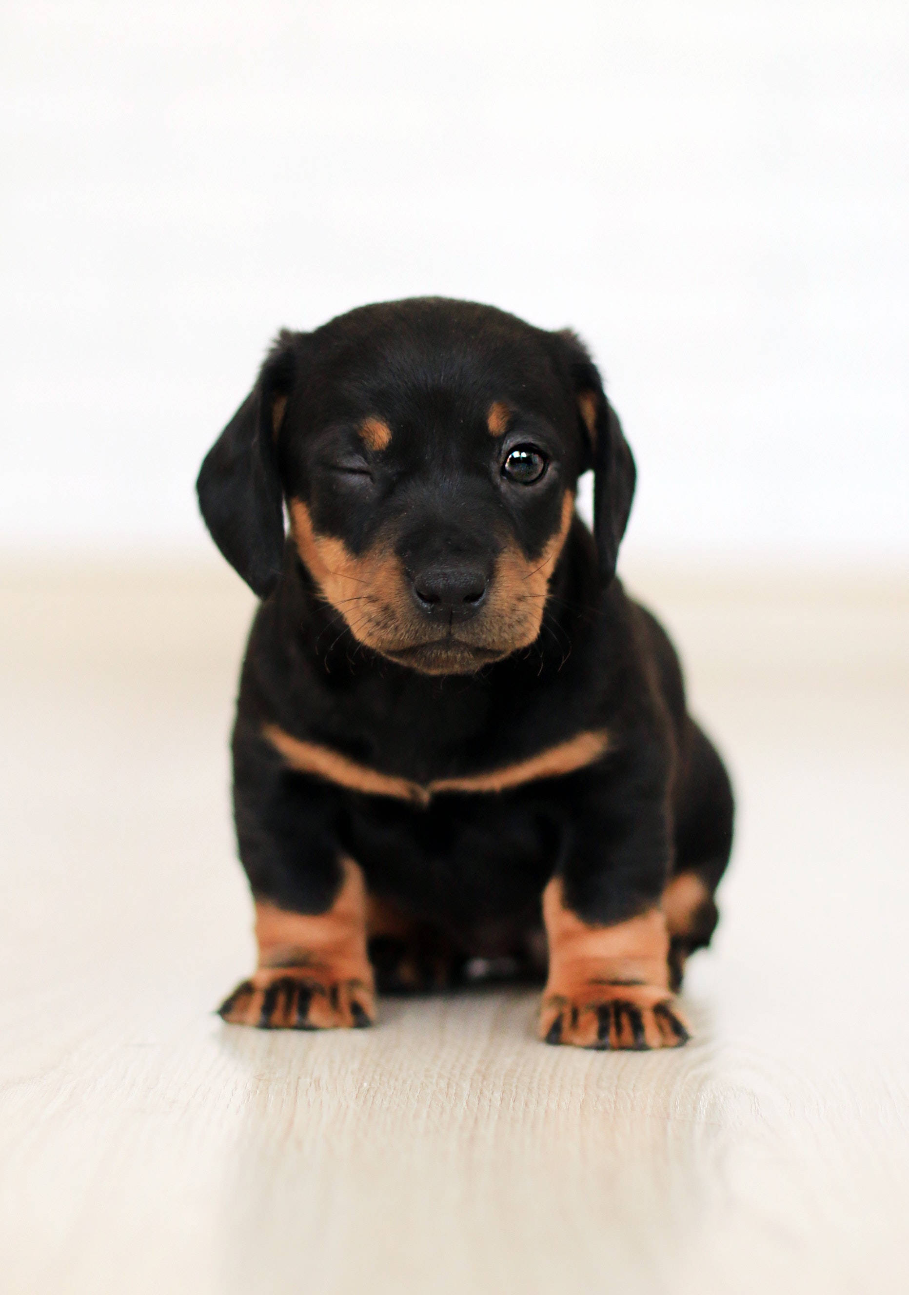 Cute na Dachshund Puppy Dog Wallpaper