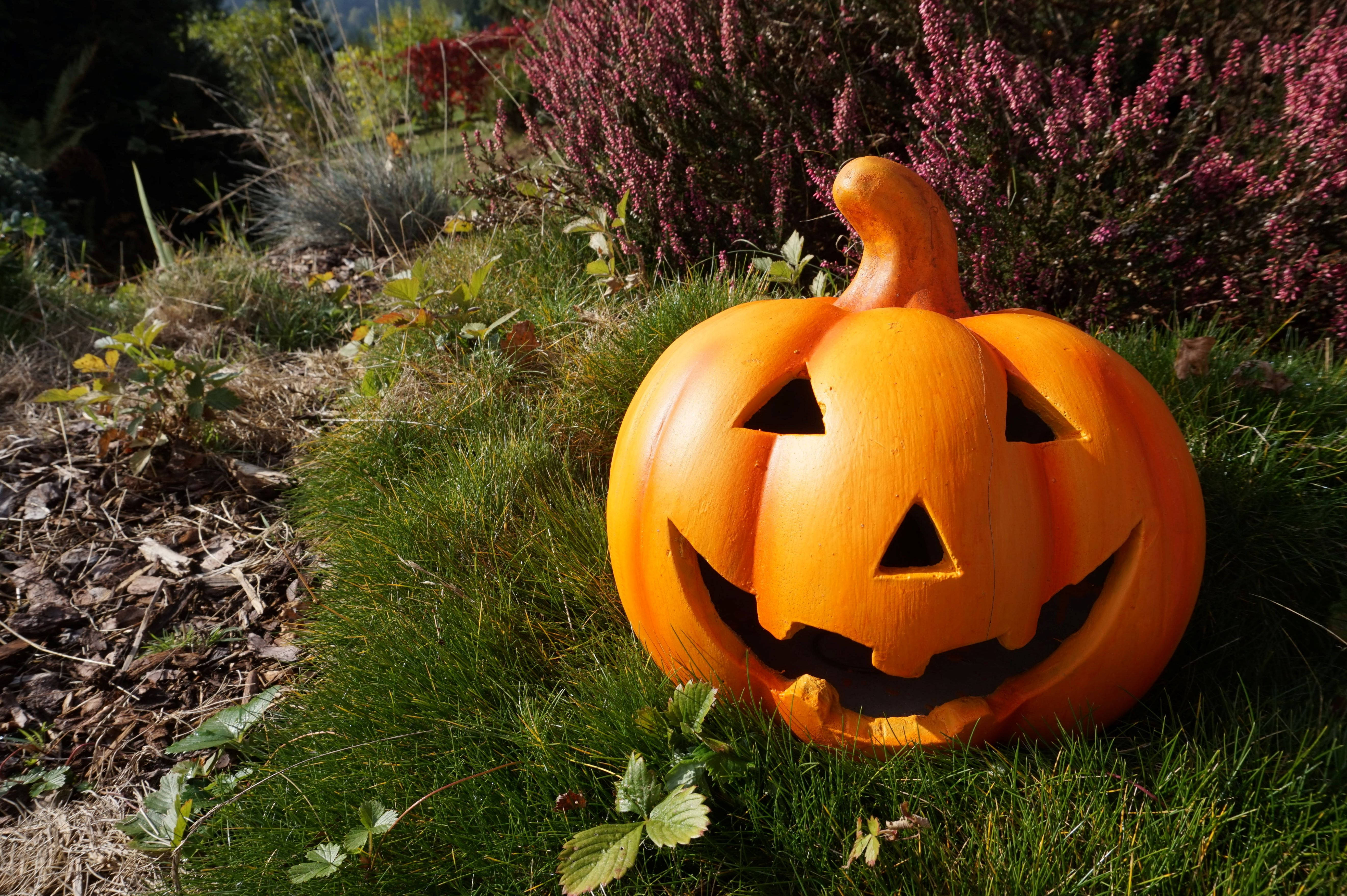 Cute na Halloween Pumpkin sa Ilalim ng Araw Wallpaper