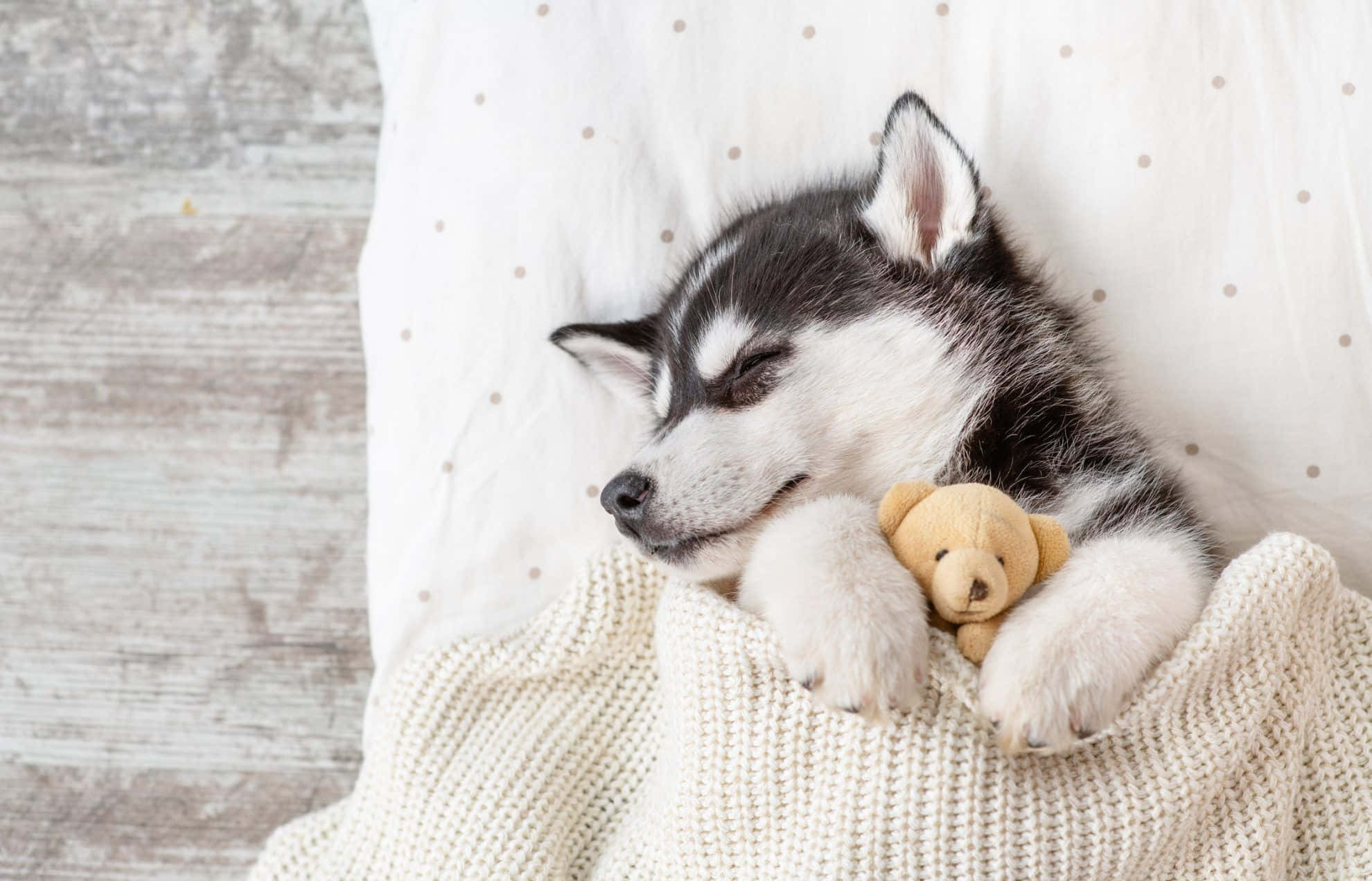 Cute na Husky Puppy na Natutulog Kasama ang Teddy Wallpaper