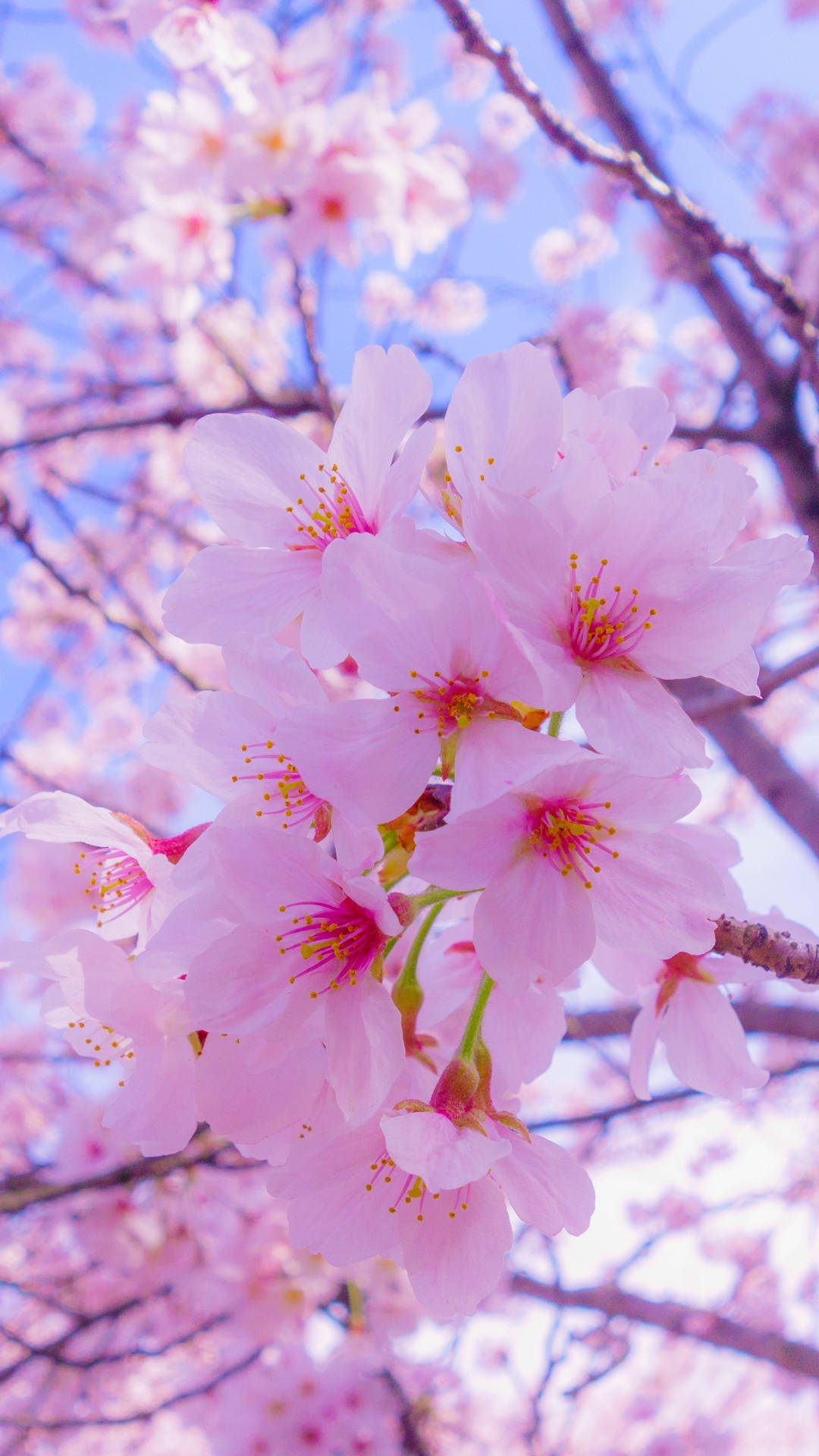 Cute na iPhone na may Pink na Talulot ng Bulaklak Wallpaper