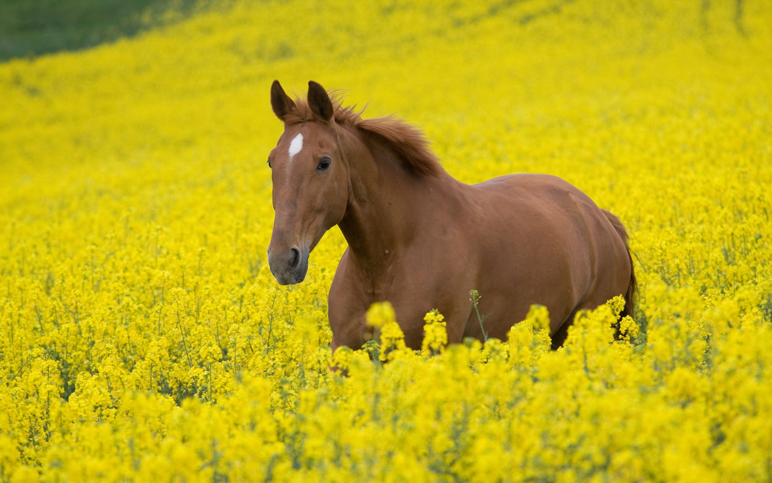 Cute na Kabayo sa Parang ng Bulaklak Wallpaper