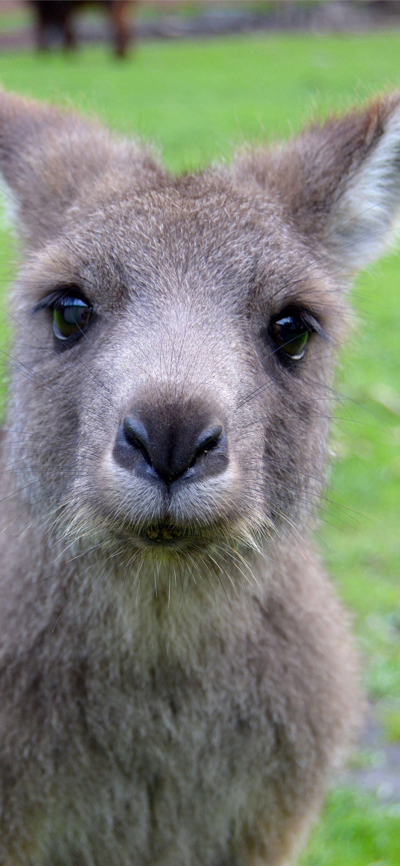 Cute na Kangaroo Selfie Wallpaper