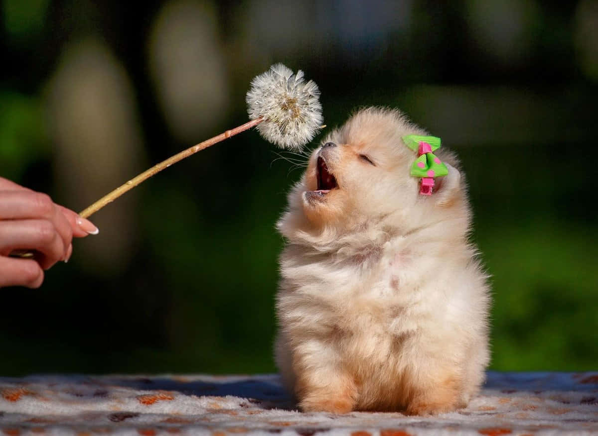 Cute na Pomeranian na Aso Wallpaper