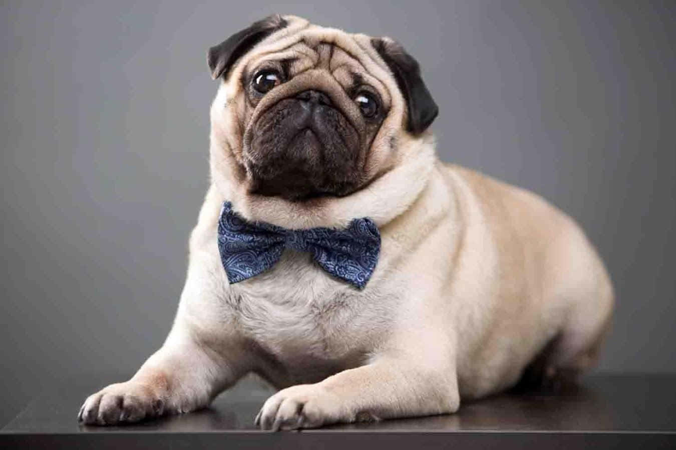 Cute na Pug na May Bowtie Wallpaper