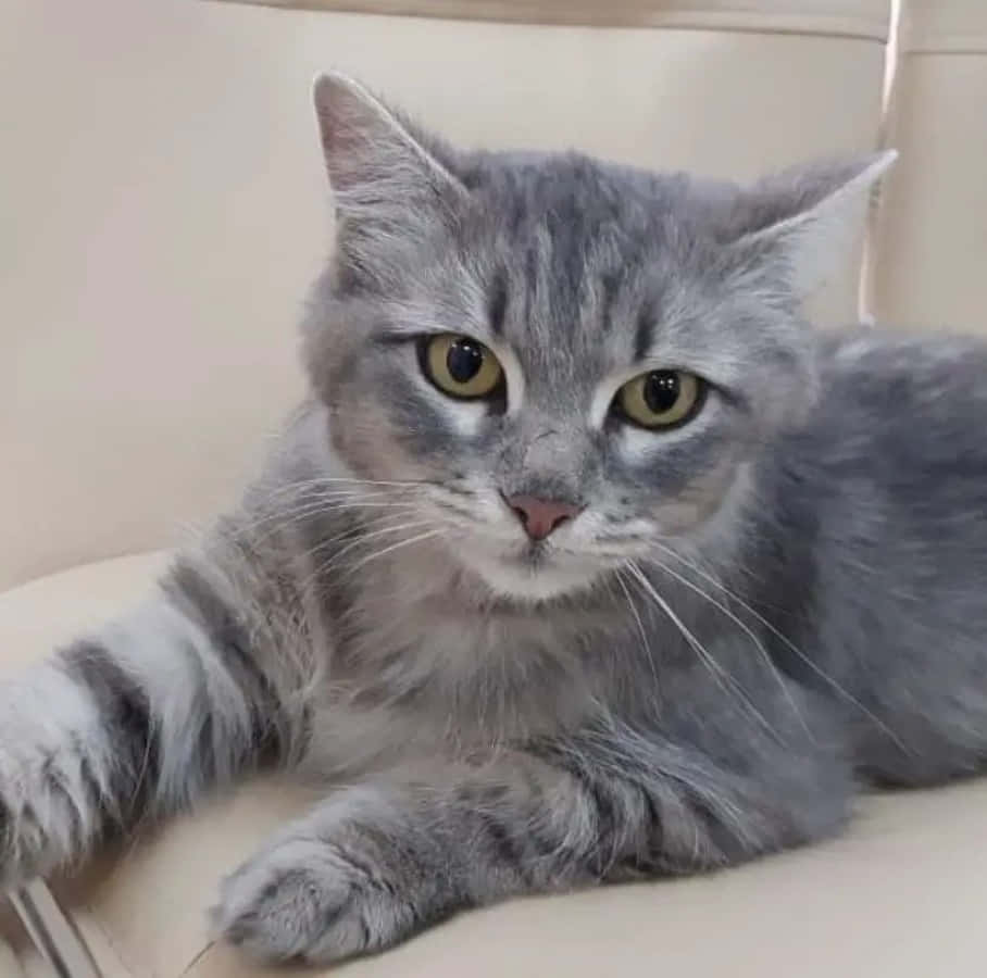 Cute na Tabby na Grey na Pusa Wallpaper