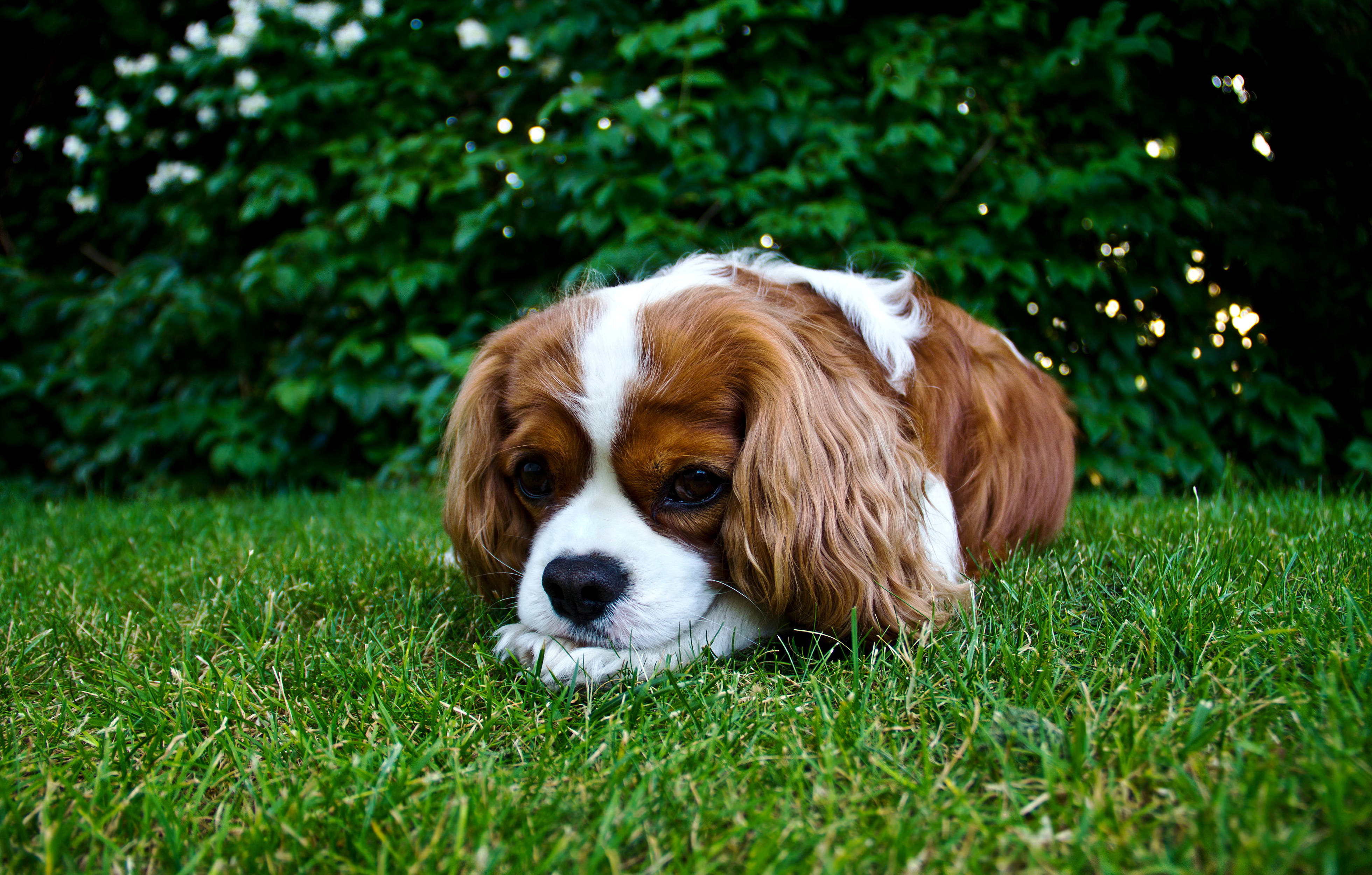 Cute na Tuta ng Spaniel King Charles Wallpaper