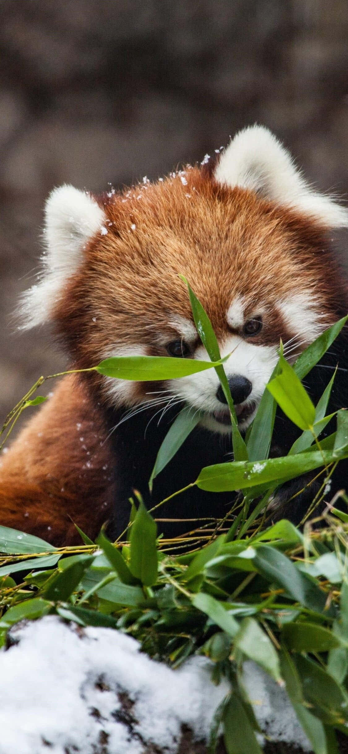 Cute Red Panda Hiding On Grass Picture Wallpaper