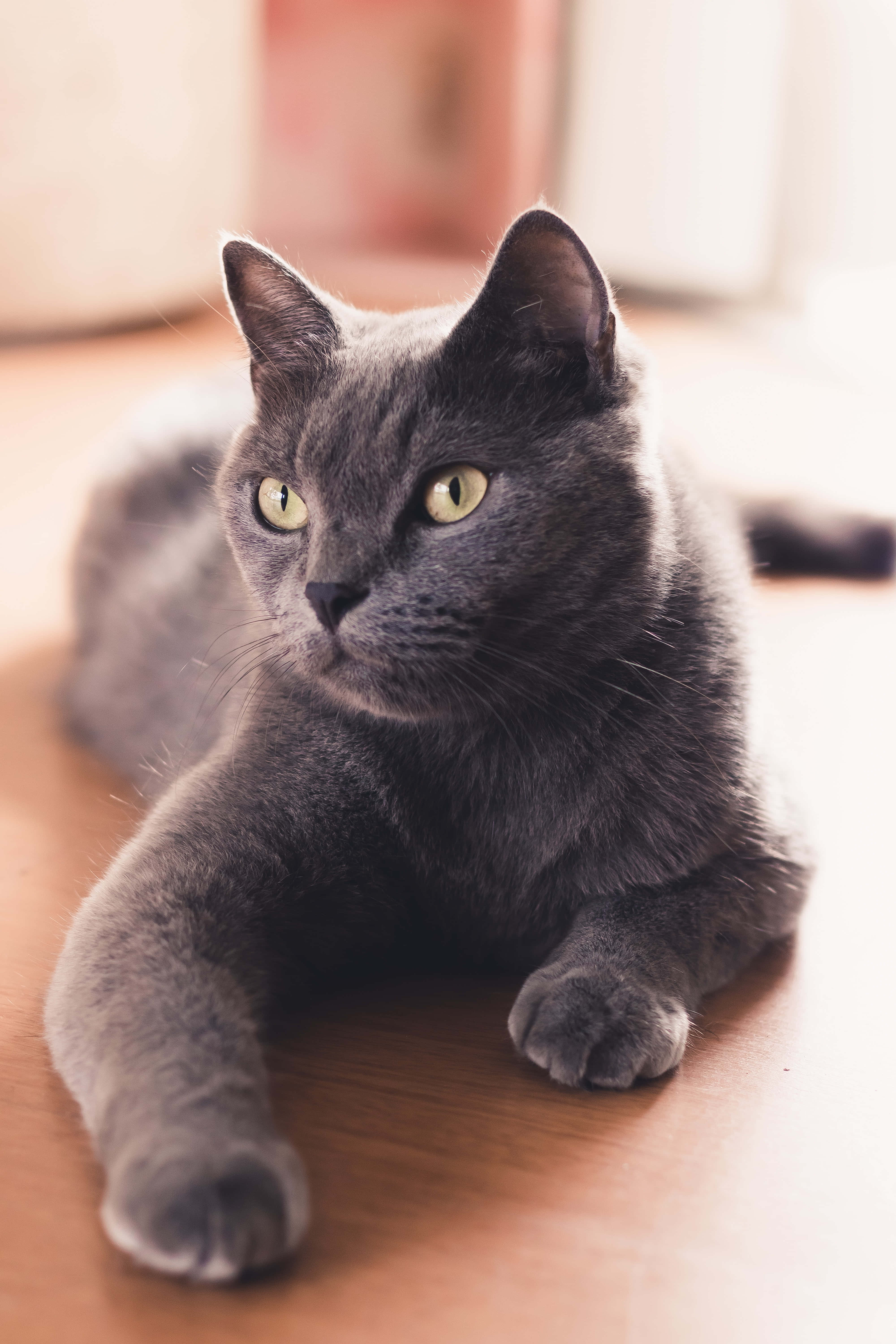 Sumabog na Kagandahan! Kaibig-ibig na Maliit na Russian Blue Cat Wallpaper