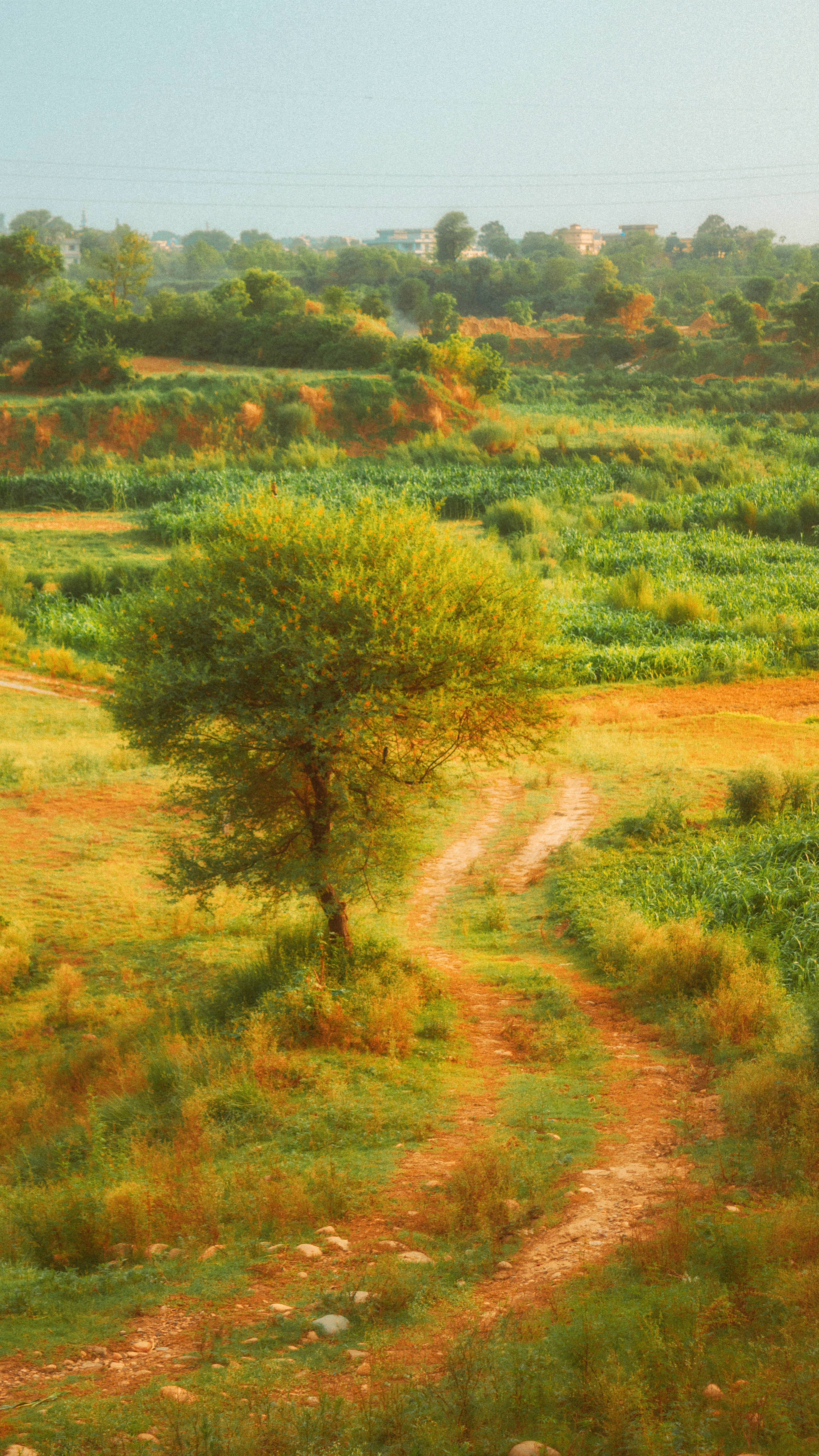 Daang Meadow na Estetikong Cottagecore Wallpaper