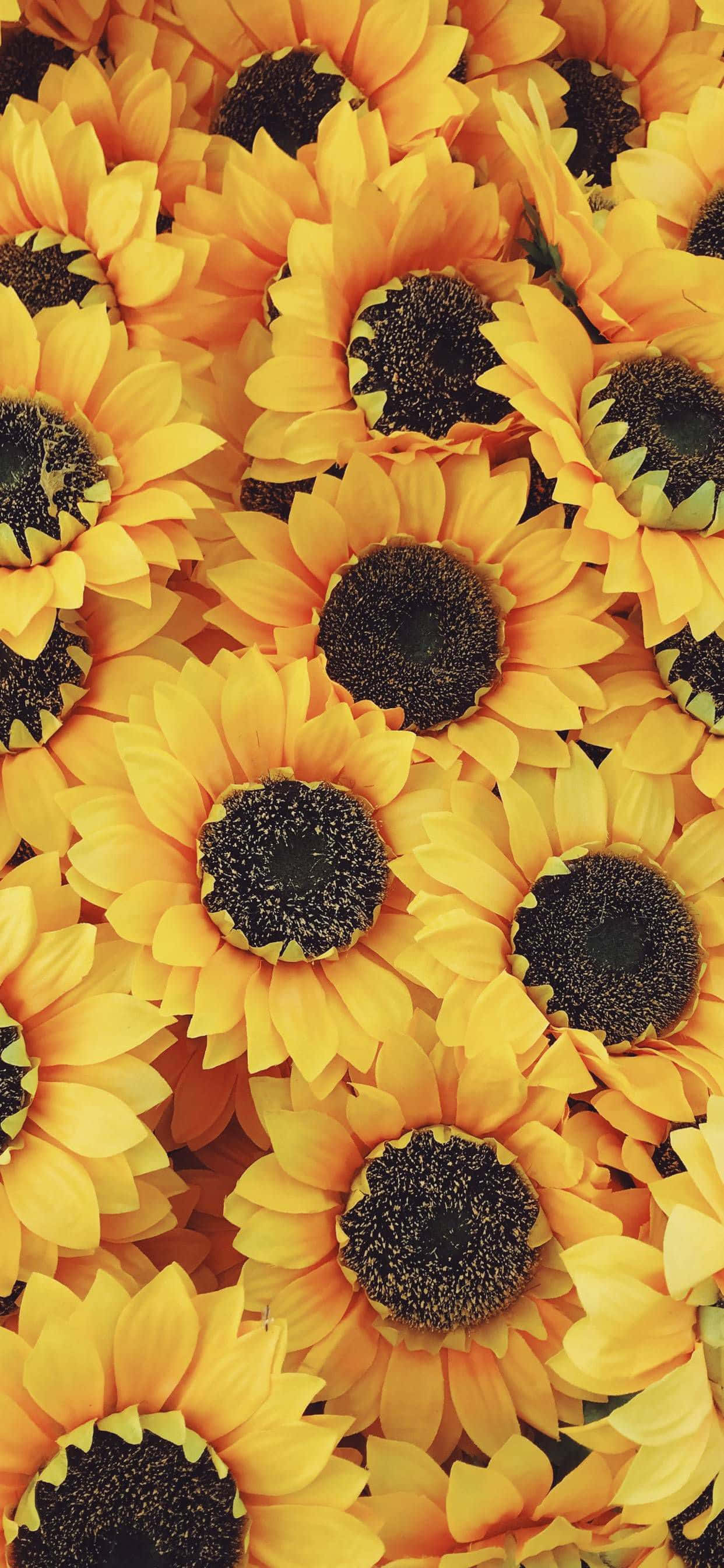 Dagdagan ng kulay at buhay ang iyong iPhone gamit ang magandang sunflower aesthetic. Wallpaper