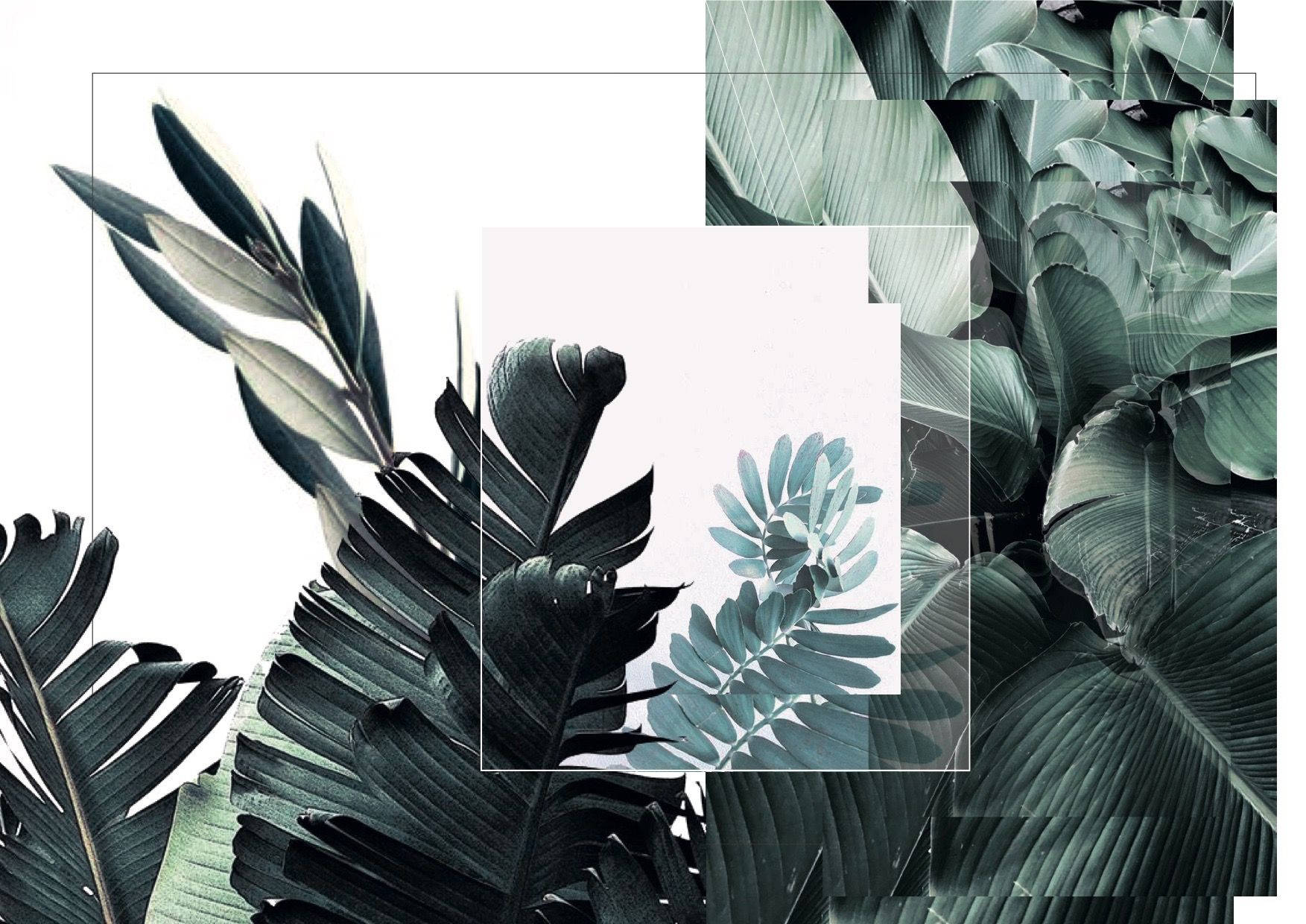 Dahon Berde at Puting Aesthetic Collage Wallpaper