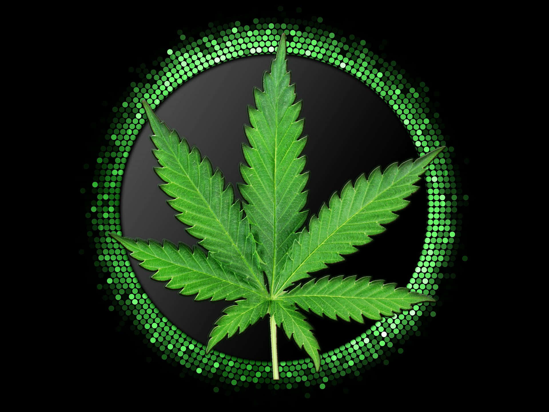Dahon ng Marijuana na Napapaligiran ng Mga Luntiang Bilog Wallpaper