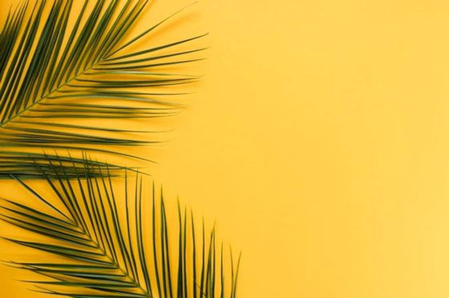 Dahon ng Palma na Minimalistang Aesthetic Wallpaper