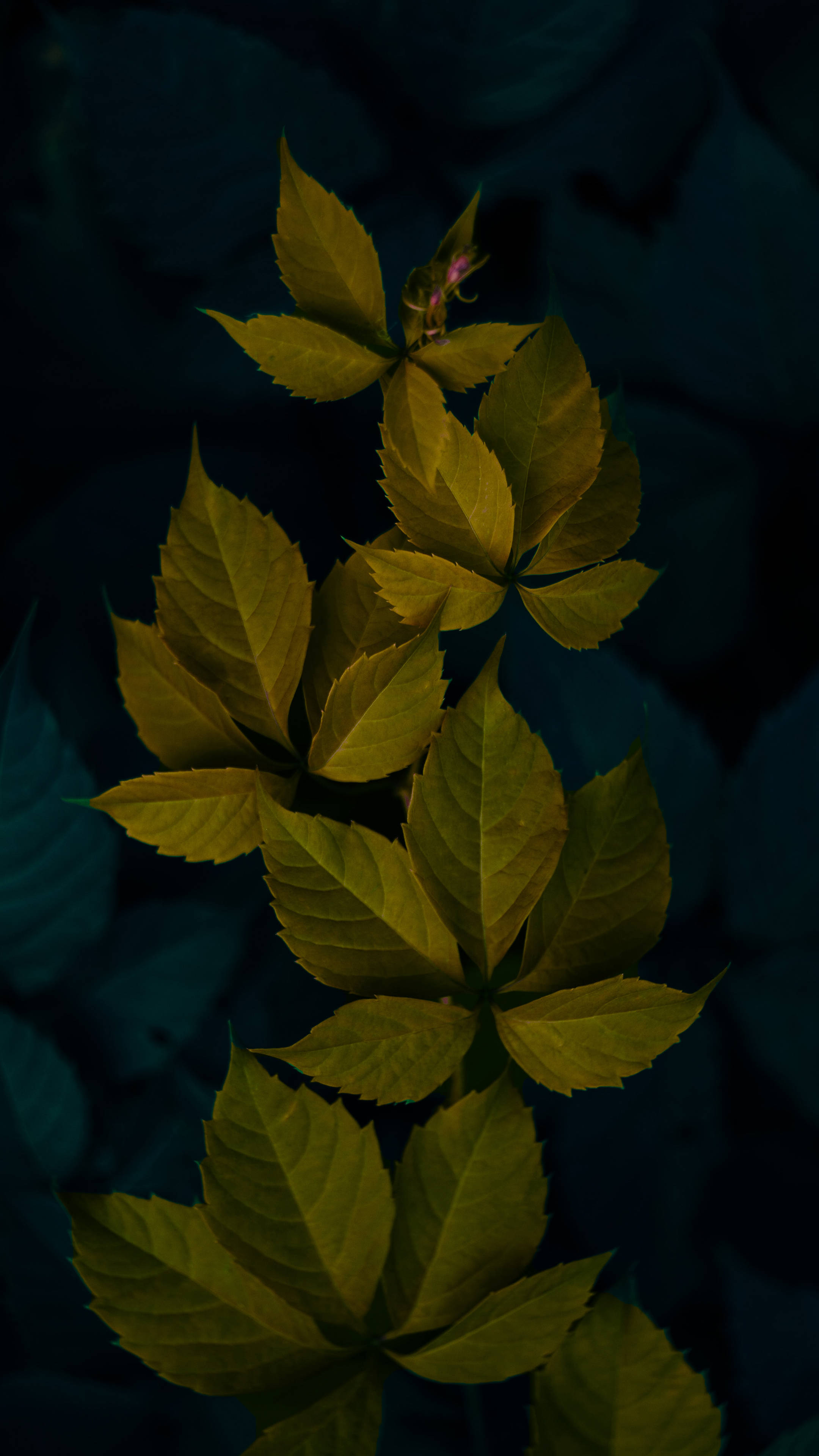 Dahong Luntian sa Madilim na Background Wallpaper