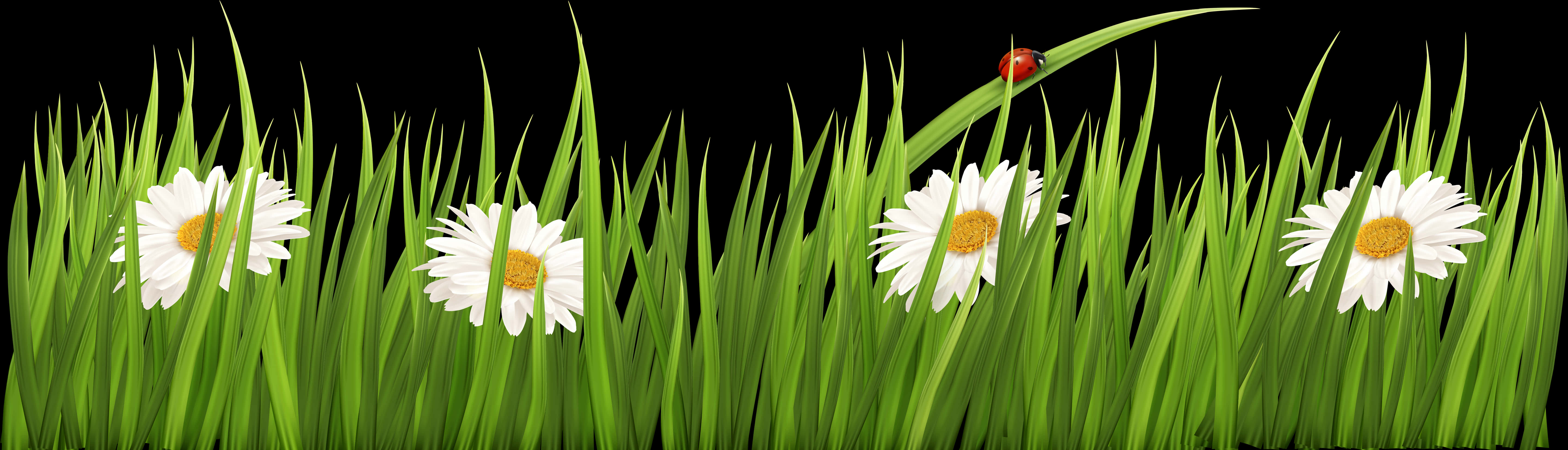Daisies at Ladybug sa Damo Wallpaper