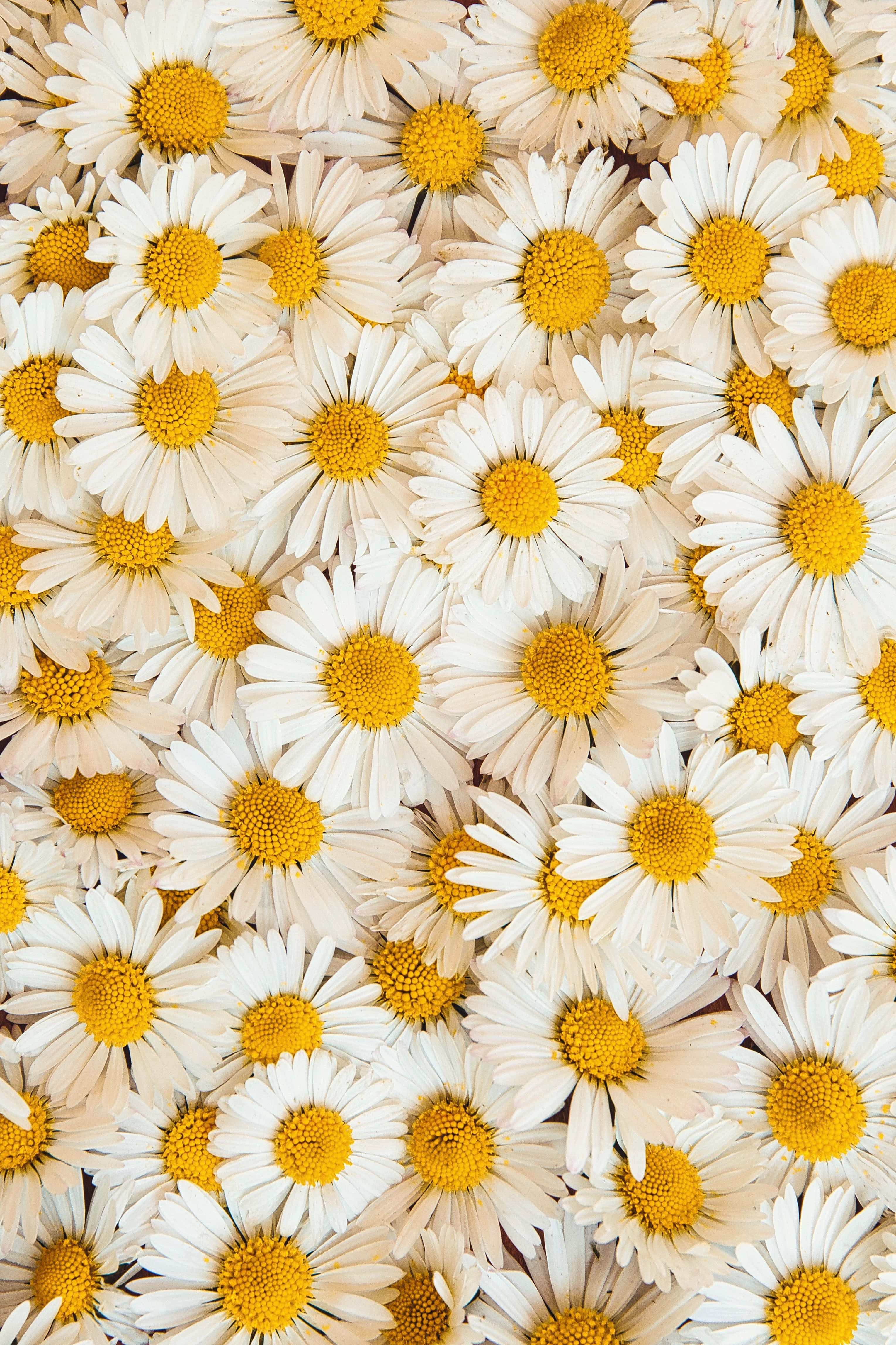 "Daisy Field sa Dusk" Wallpaper