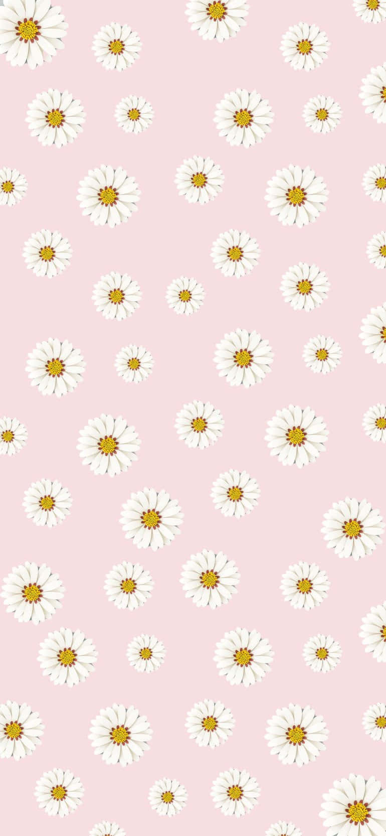 Daisy Pattern Design Pink Aesthetic Background Wallpaper