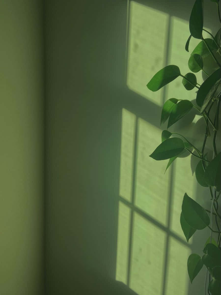 Dala ang ganda ng kalikasan sa iyong tahanan gamit ang nakamamanghang Sage Green aesthetic Wallpaper