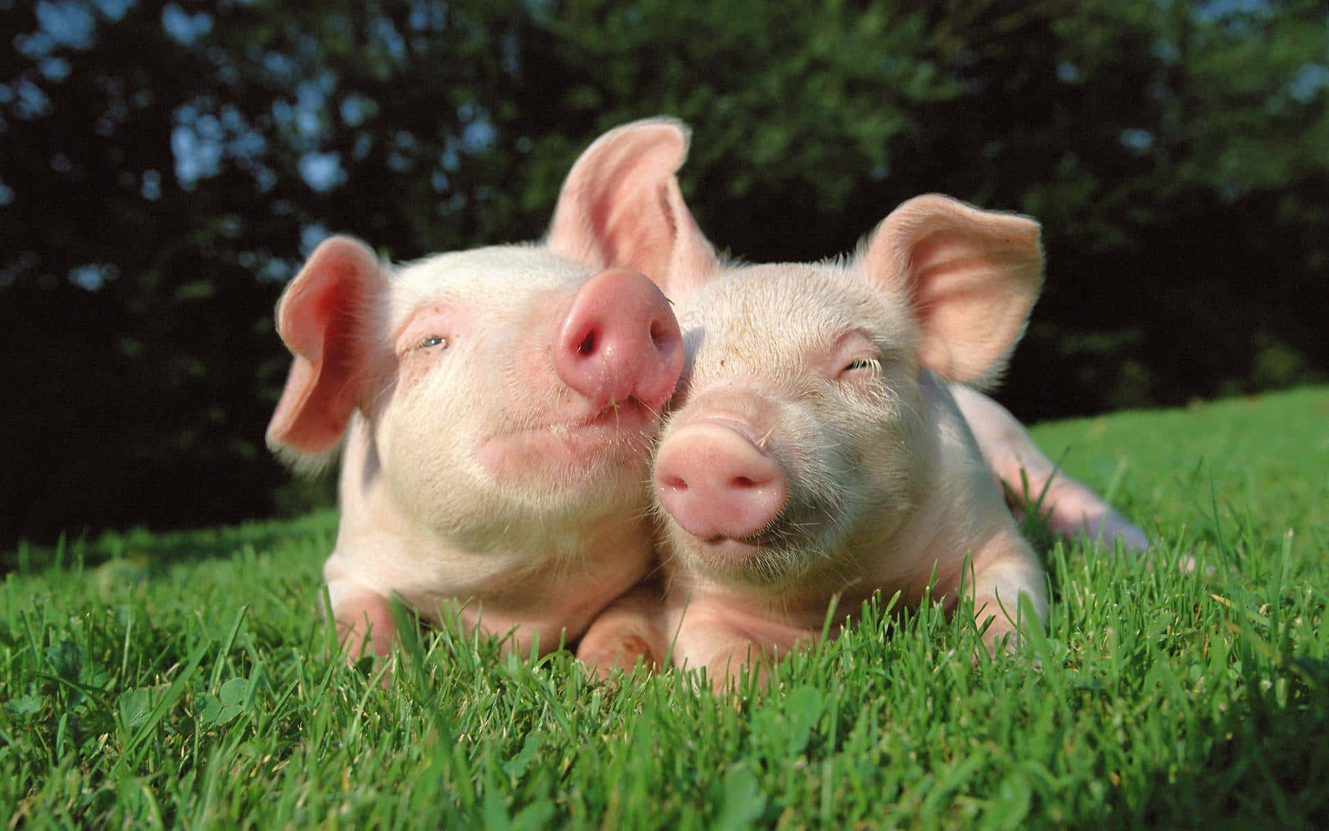 dalawang baboy na nakahiga sa damuhan Wallpaper