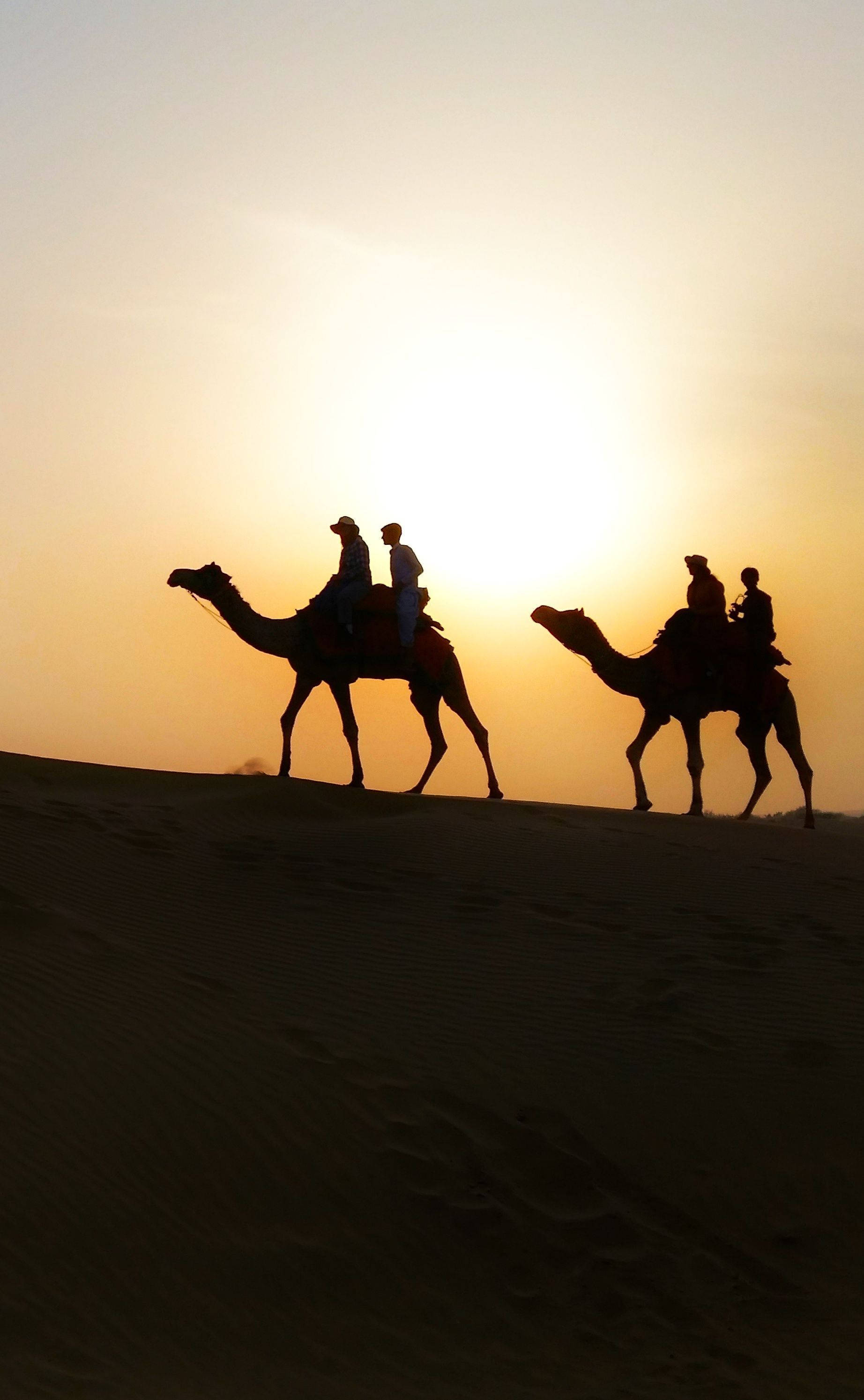 Dalawang Humpback Camels Wallpaper