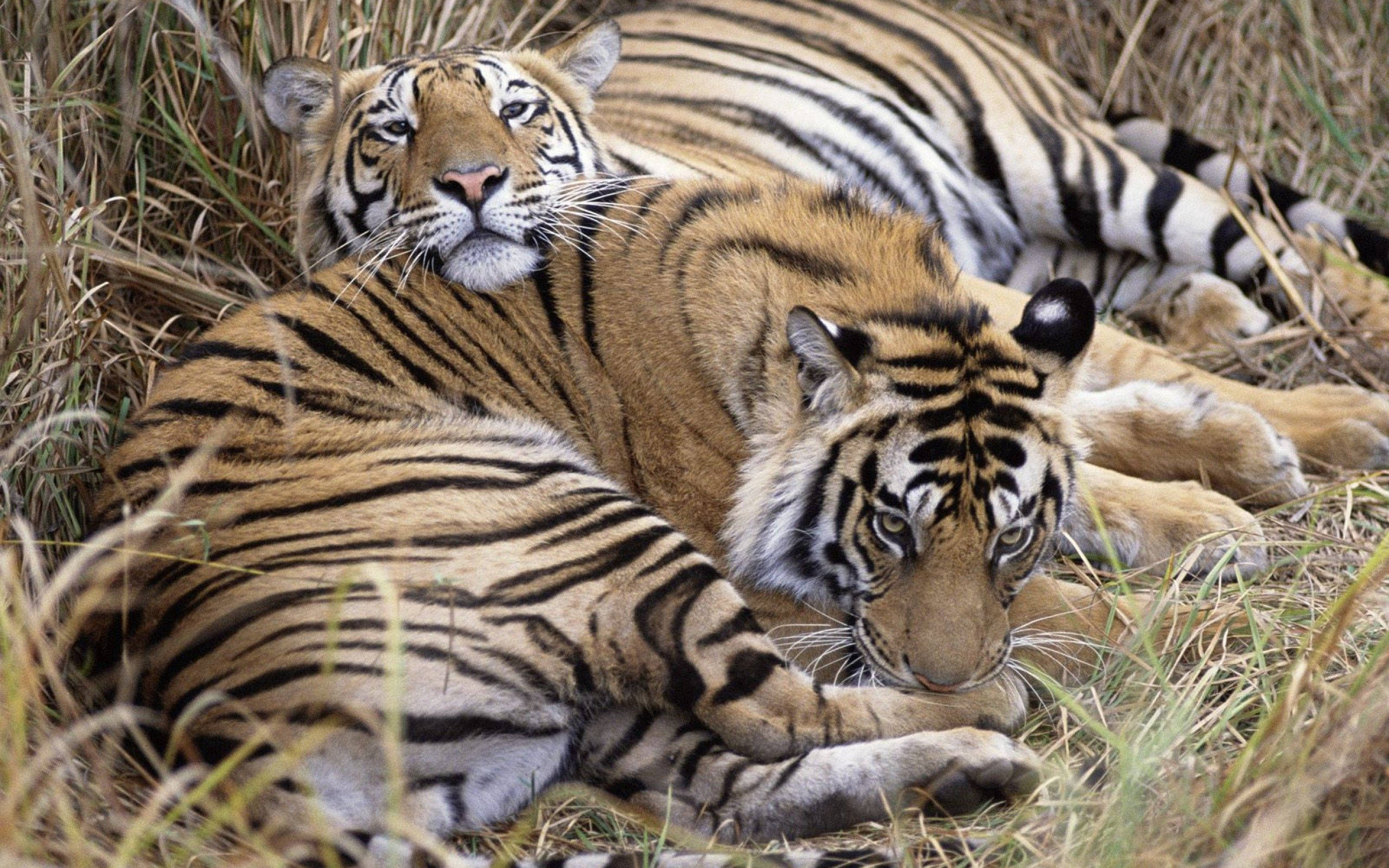 Dalawang Kasamang Tigre na Nagre-relax sa Damuhan Wallpaper