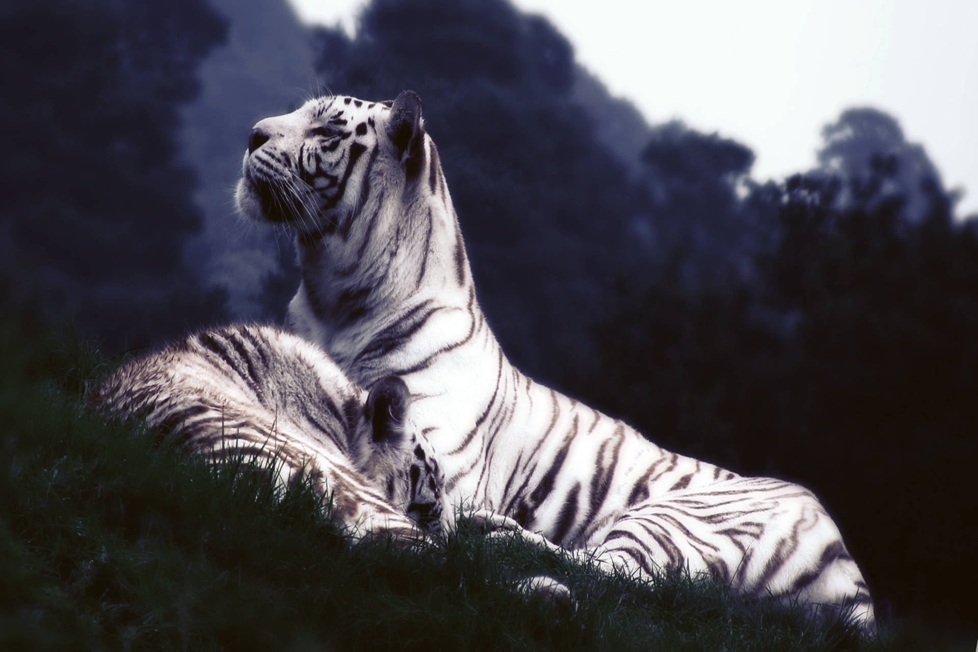 Dalawang Puting Tigre na Magkakapatid na Nagpapahinga sa Damuhan Wallpaper