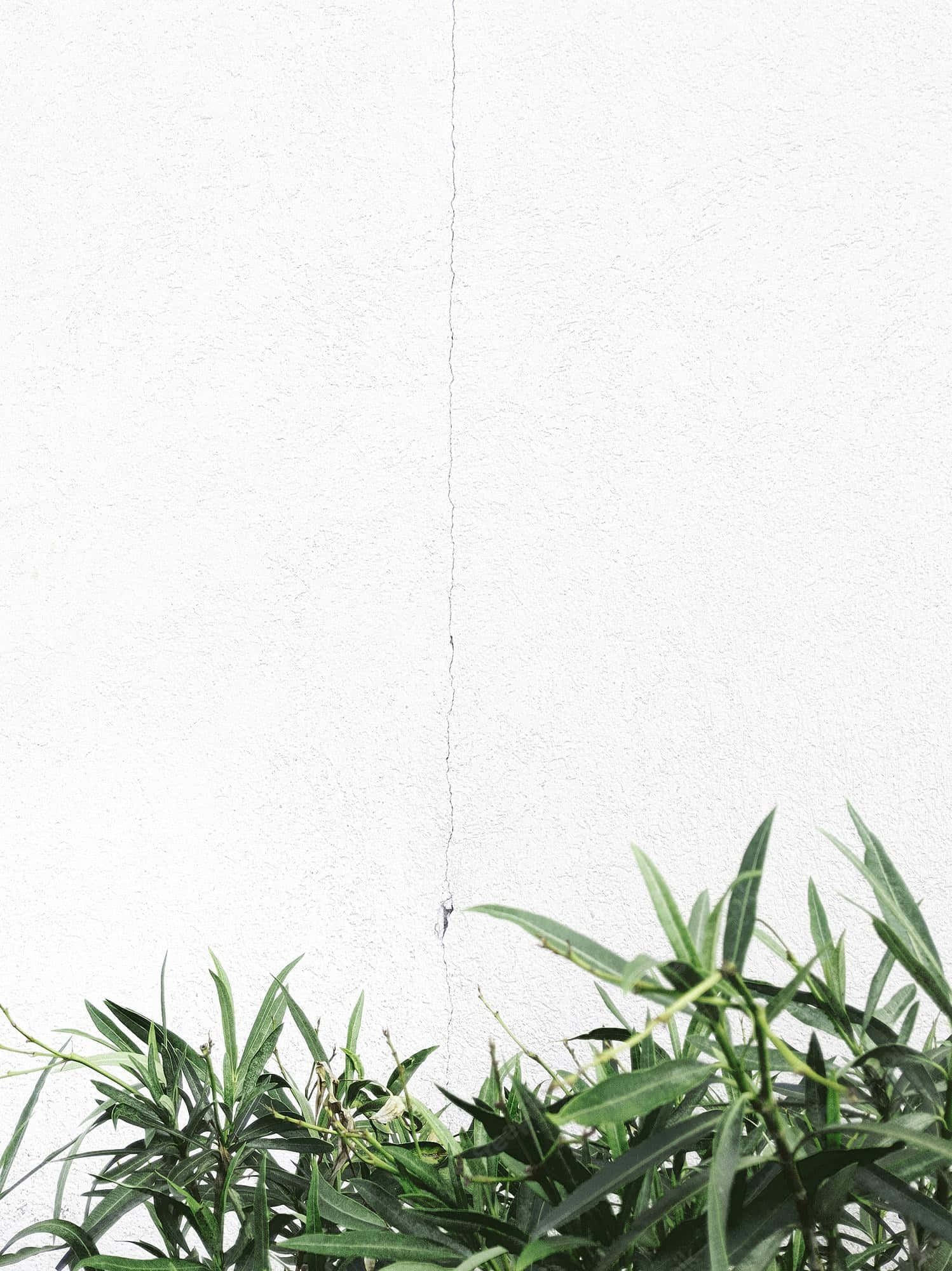 "Dalhin ang sariwang minimalistang estetika sa iyong espasyo gamit ang artistikong background na ito" Wallpaper