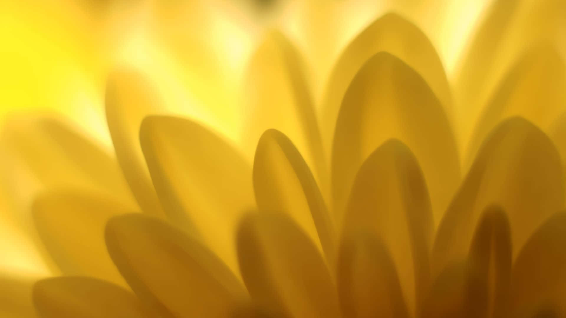 Damhin ang dilaw na vibes Wallpaper
