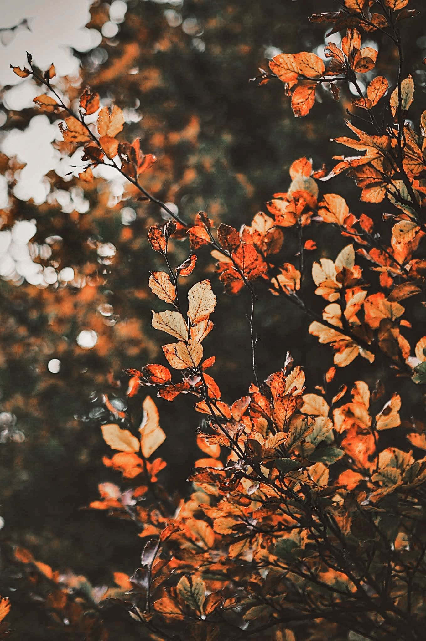 "Damhin ang ganda ng taglagas kasama ang makukulay na dahon ng Aesthetic Fall." Wallpaper