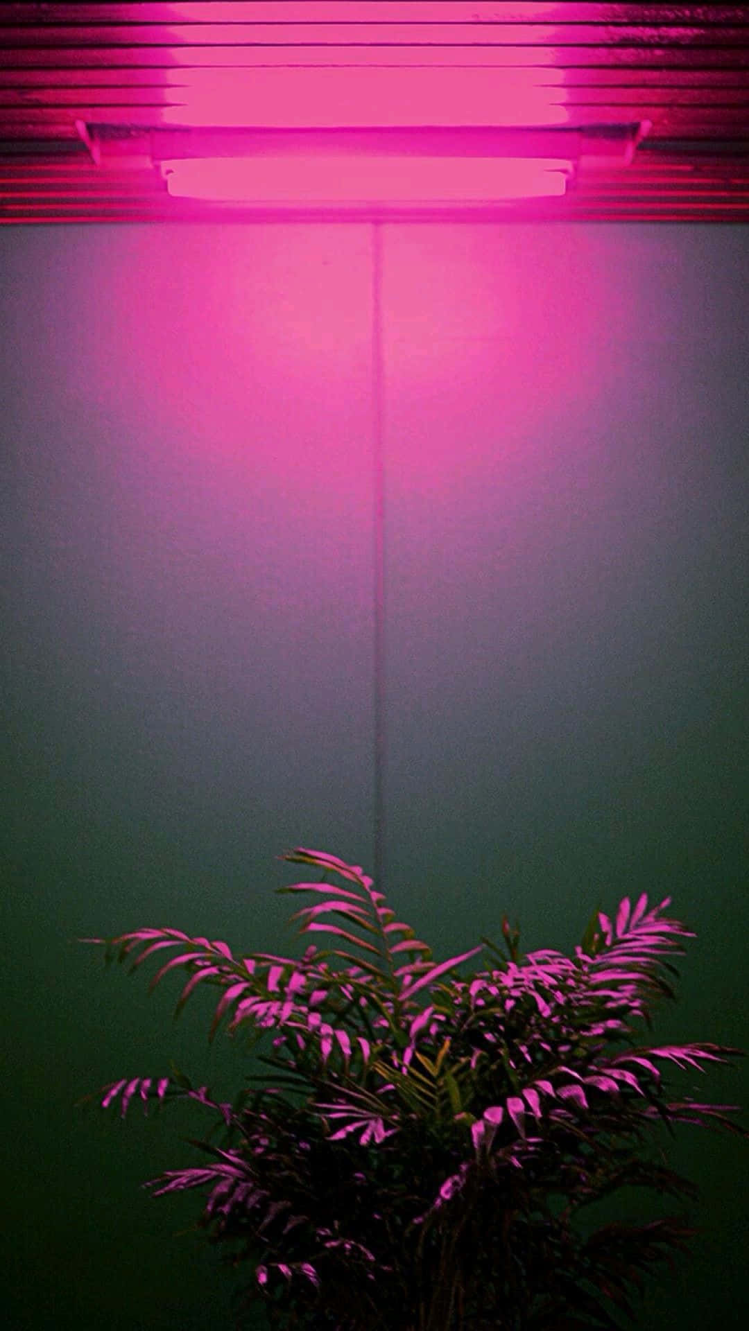 Damhin ang Saya ng Neon Aesthetics! Wallpaper