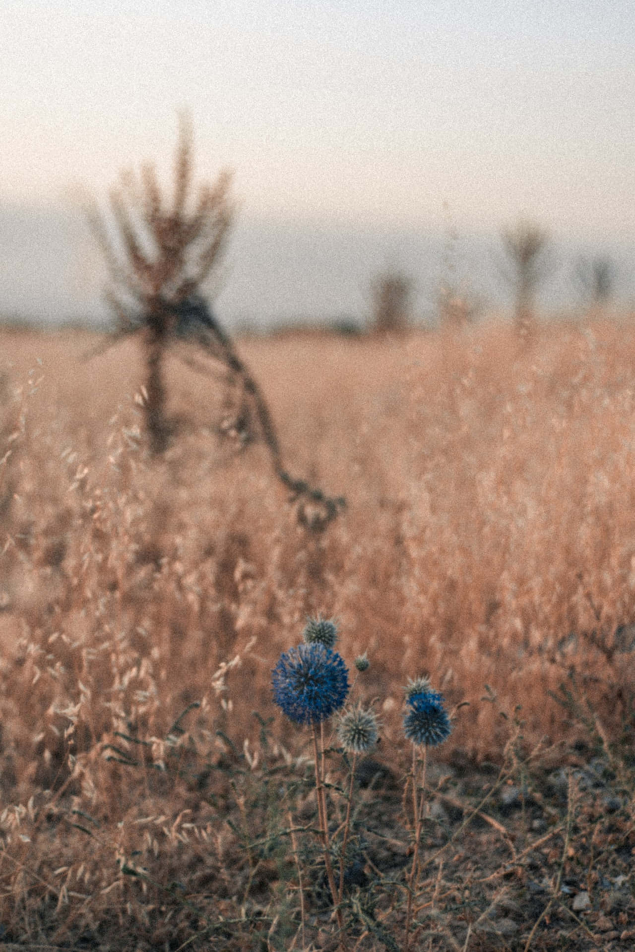 Dandelion Blue Flowers Phone Wallpaper