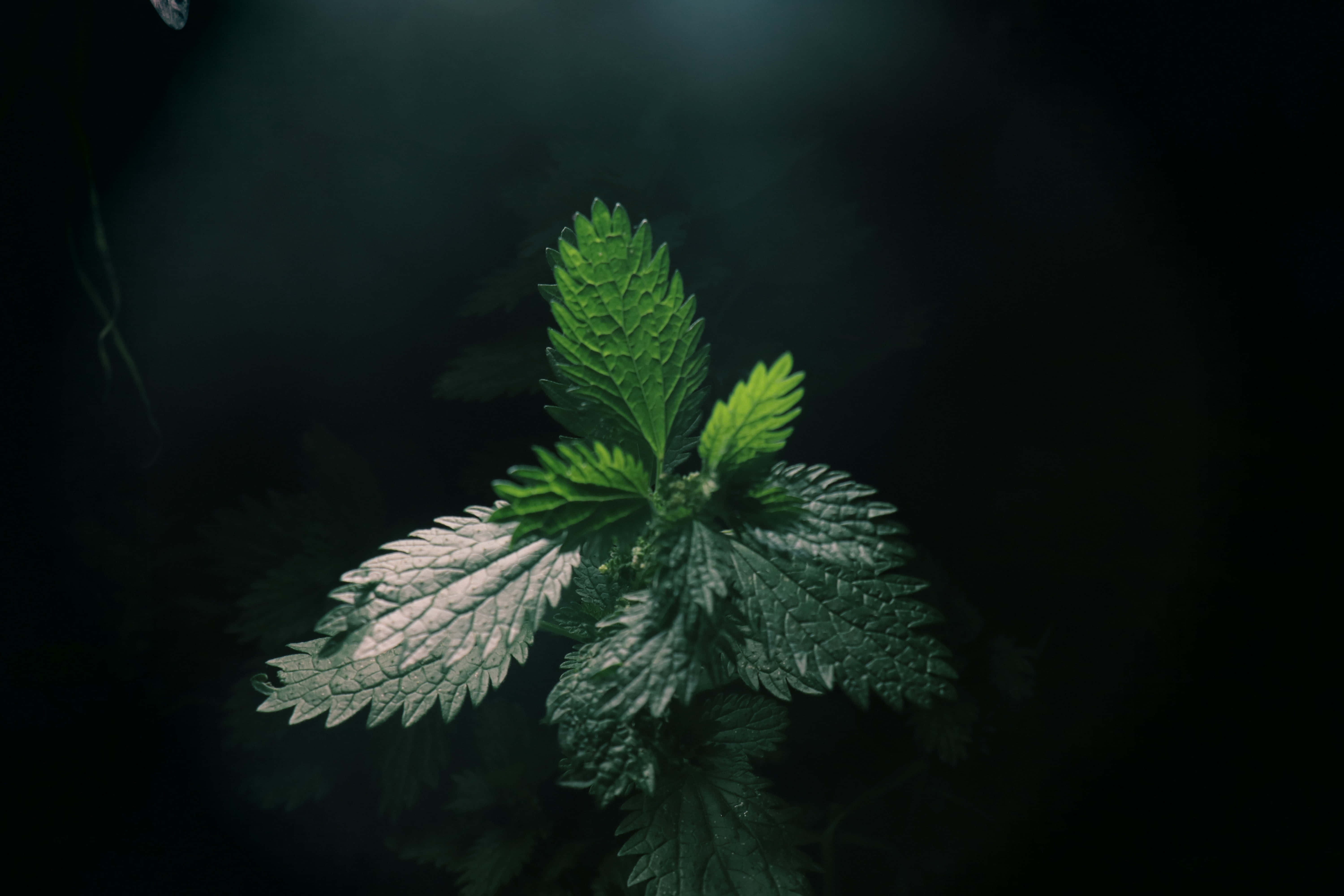 Madilim na Berdeng Aesthetic na mga Larawan Wallpaper