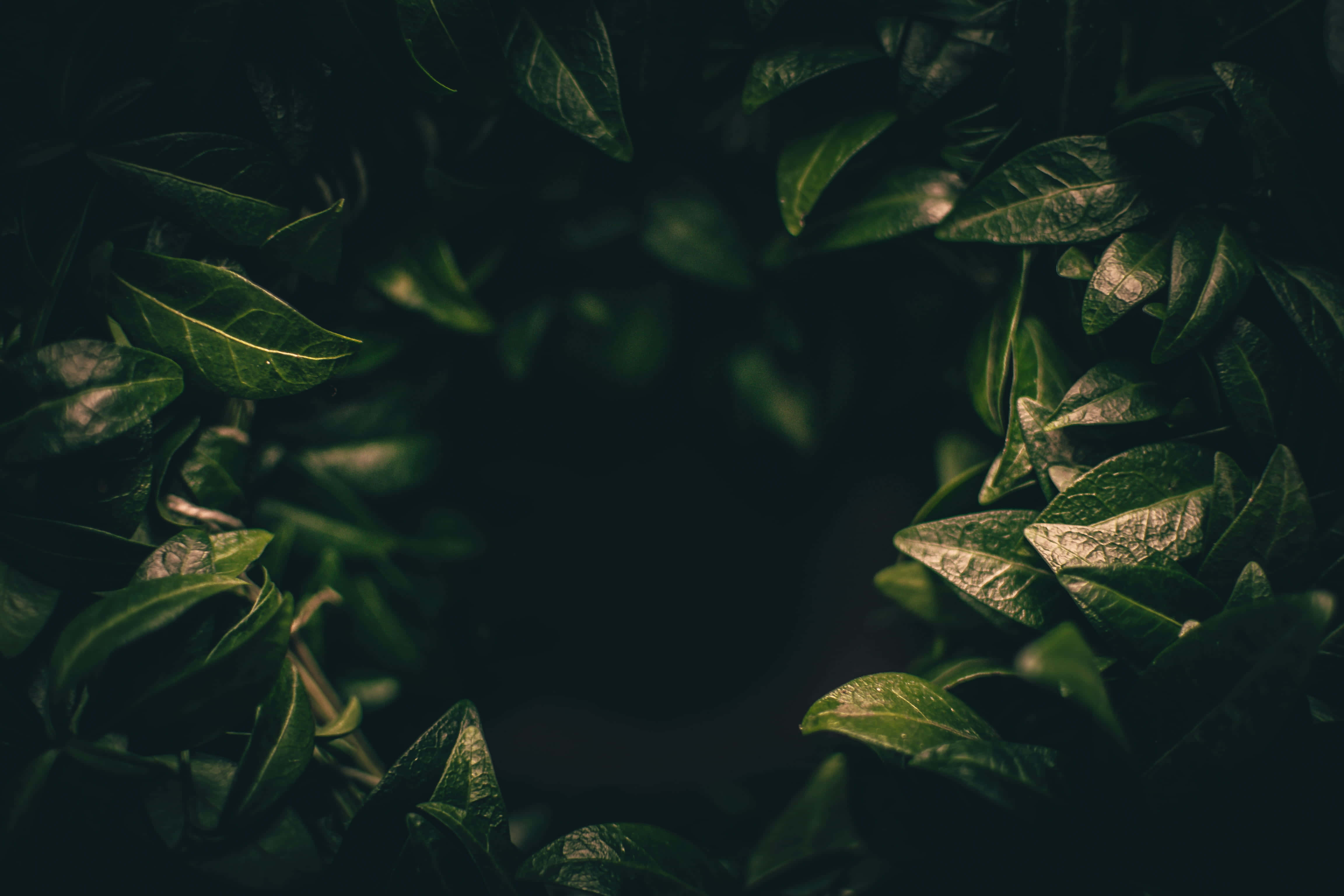 Dark Green Aesthetic pictures Wallpaper