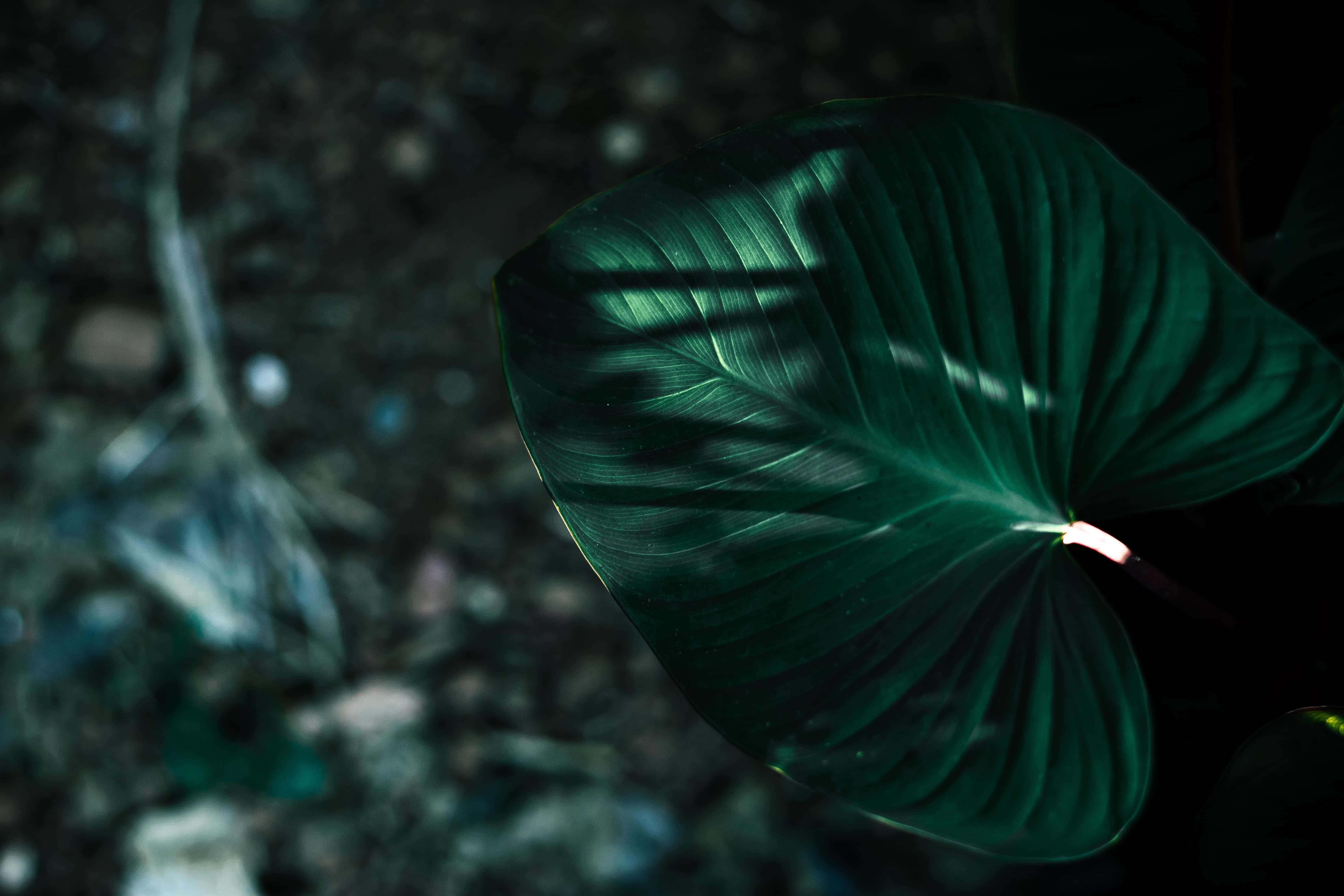 Madilim na Berdeng Aesthetic na mga larawan Wallpaper