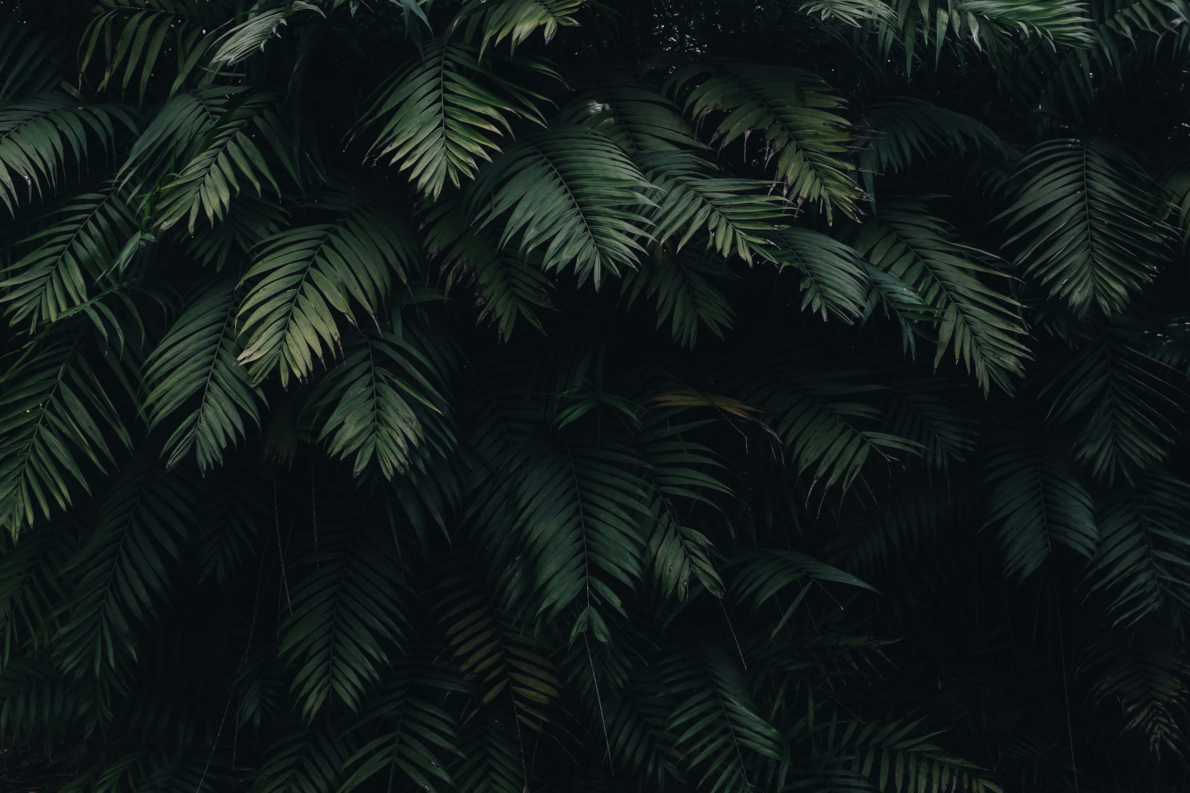 Dark Green Aesthetic pictures Wallpaper