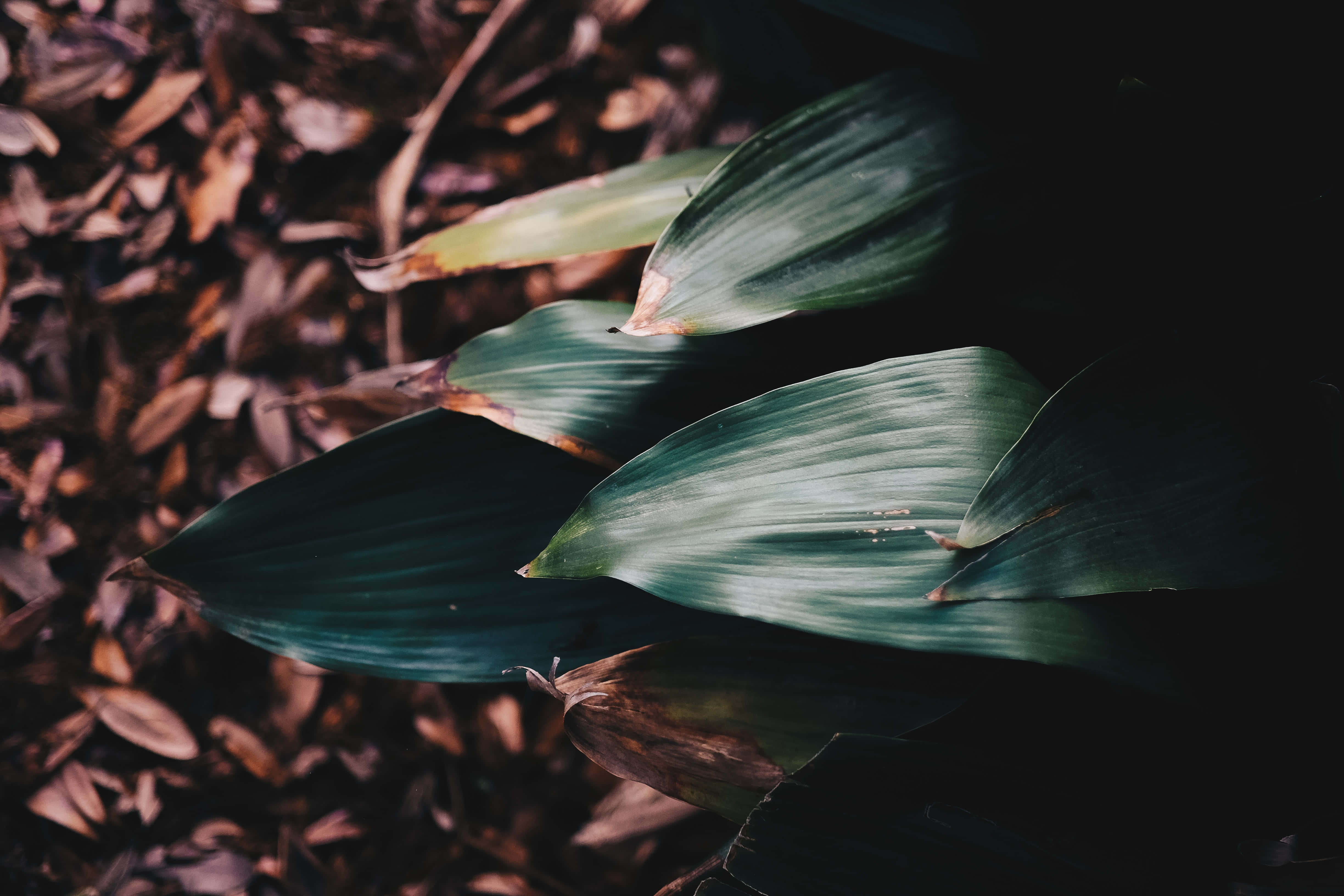 Madilim na Berdeng Aesthetic na mga larawan Wallpaper