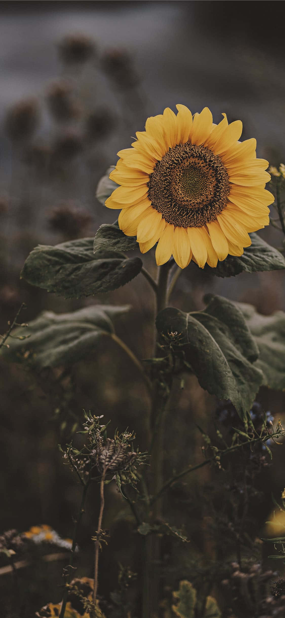 Dark Sunflower, maganda pero misteryoso Wallpaper