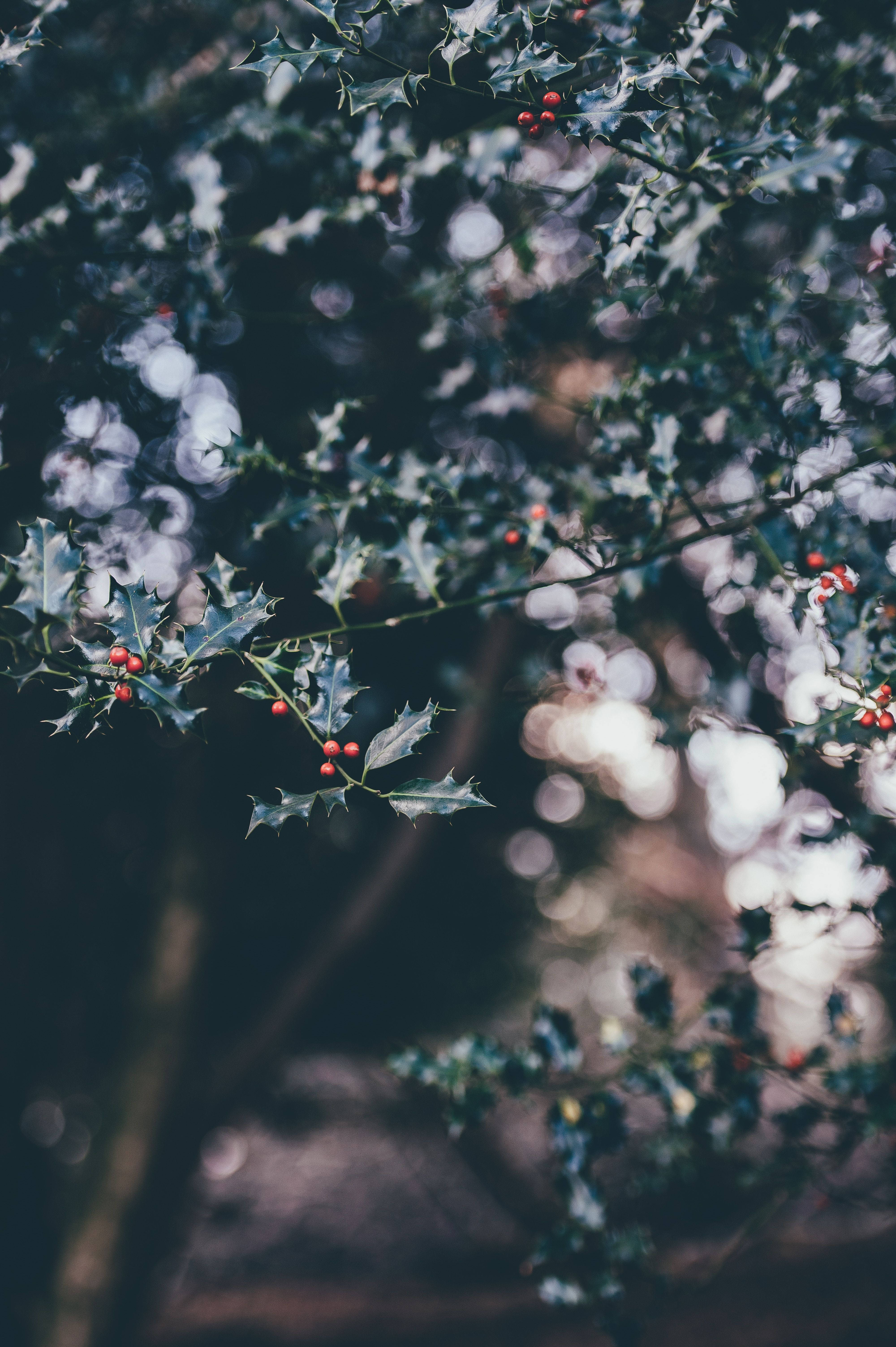 Dekorasyunan ang iyong iPhone ngayong holiday season gamit ang festive na imahe ng sanga ng holly tree Wallpaper