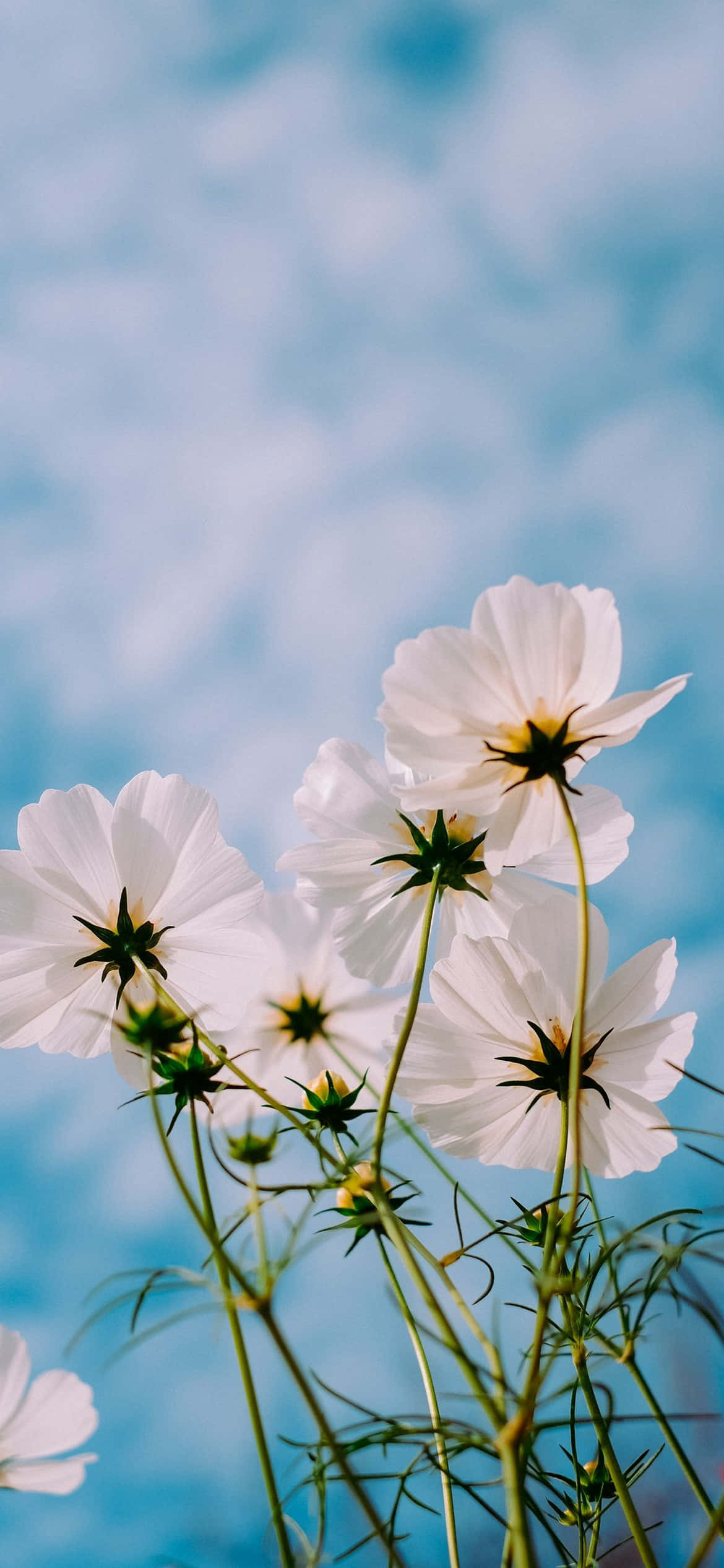"Delikadong Kagandahan - Isang Malapitang Tingin sa Isang Namumulang iPhone Flower" Wallpaper
