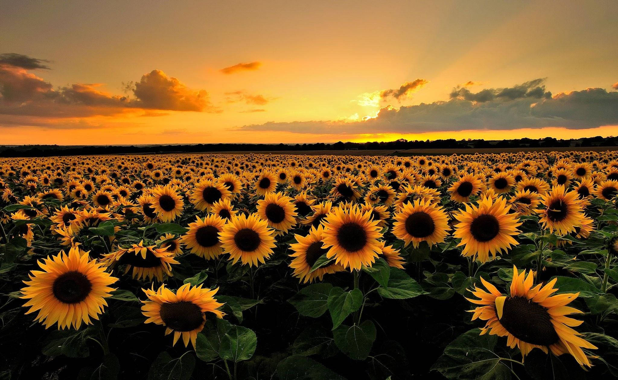 Desktop ng Sunflower Field Flower Wallpaper