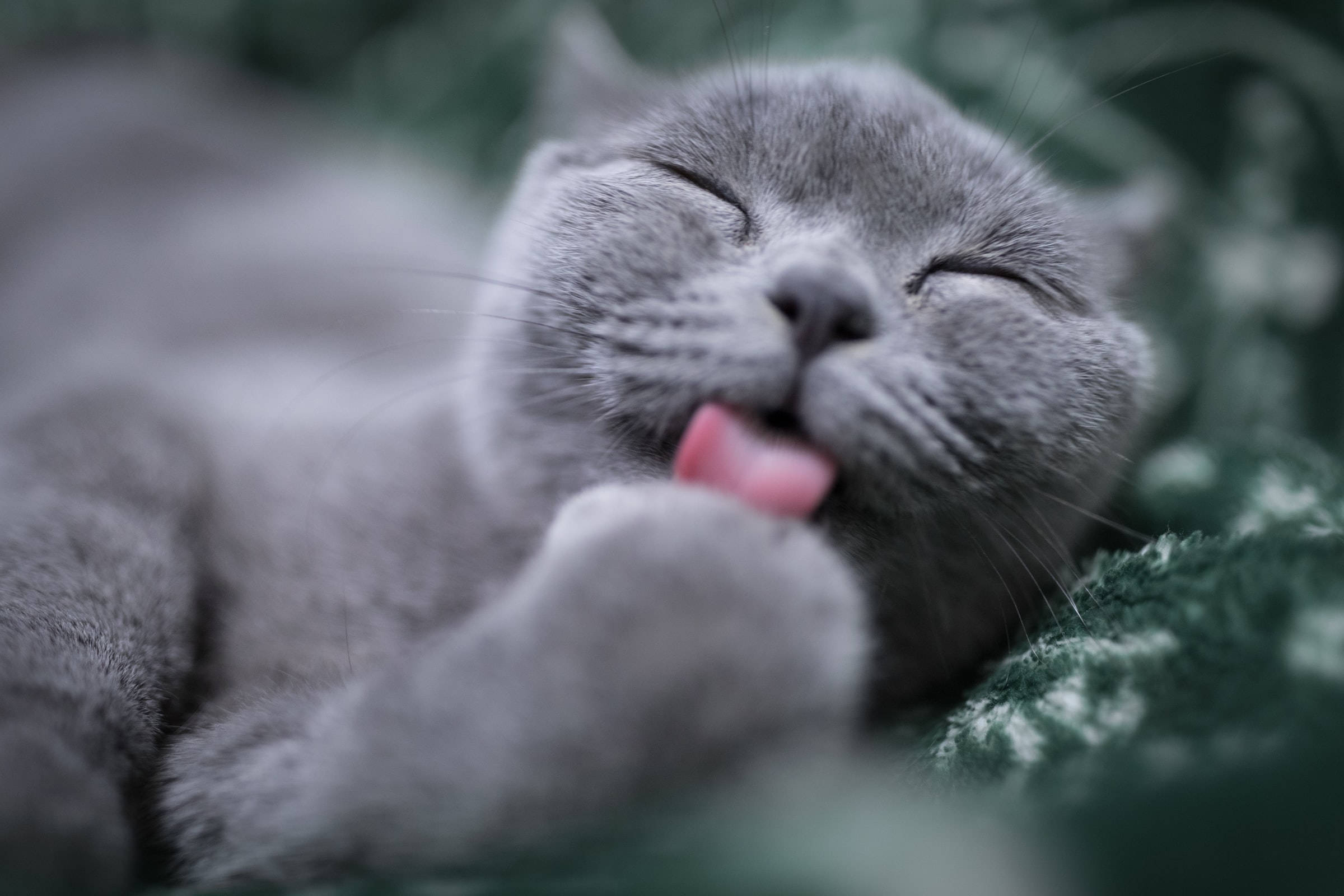 Dilaan ng Paws British Shorthair na Pusa PFP Wallpaper