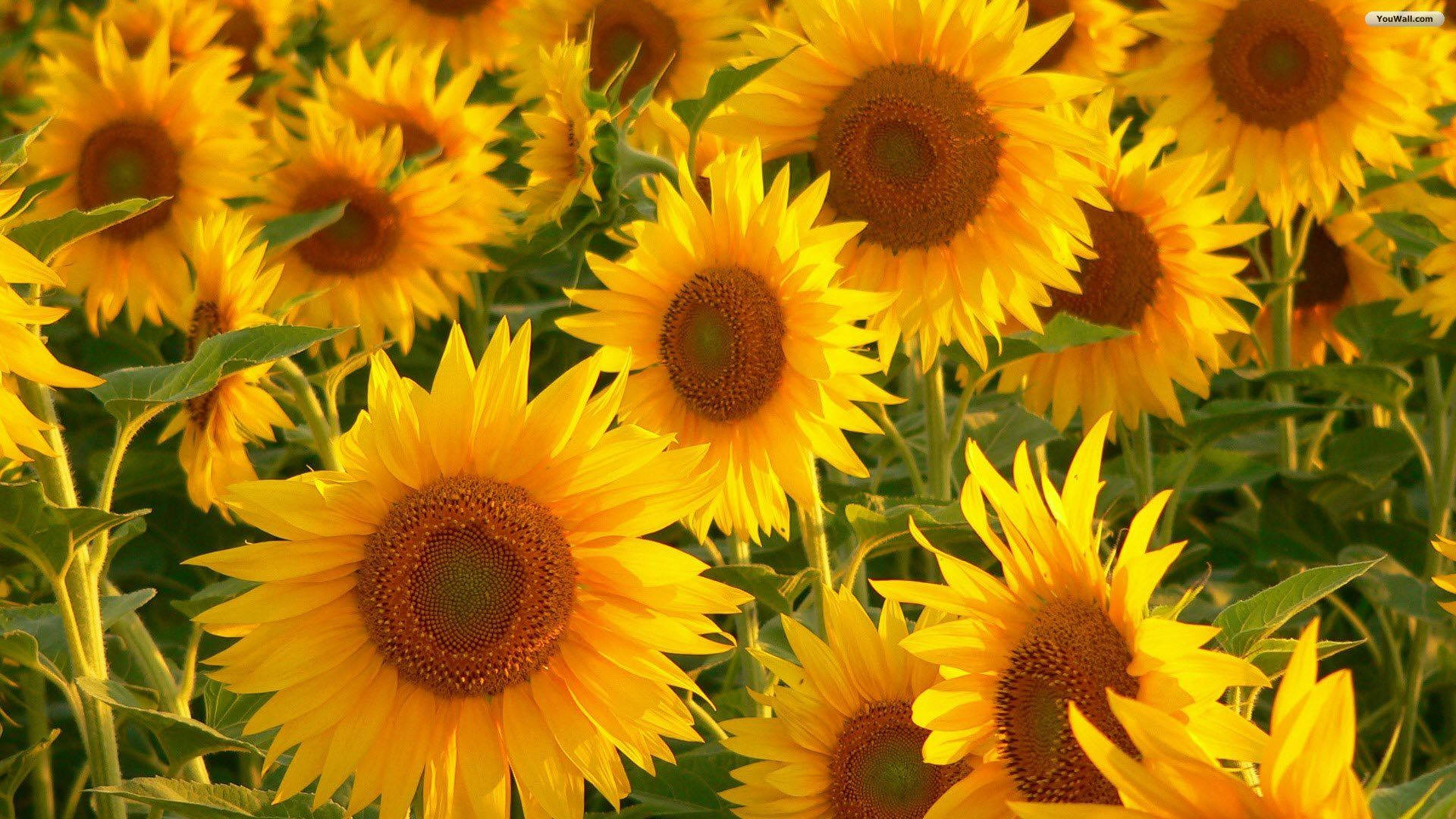 Dilaw na Aesthetic na Sunflower Field Wallpaper