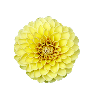 Dilaw na Dahlia na May Itim na Background Wallpaper