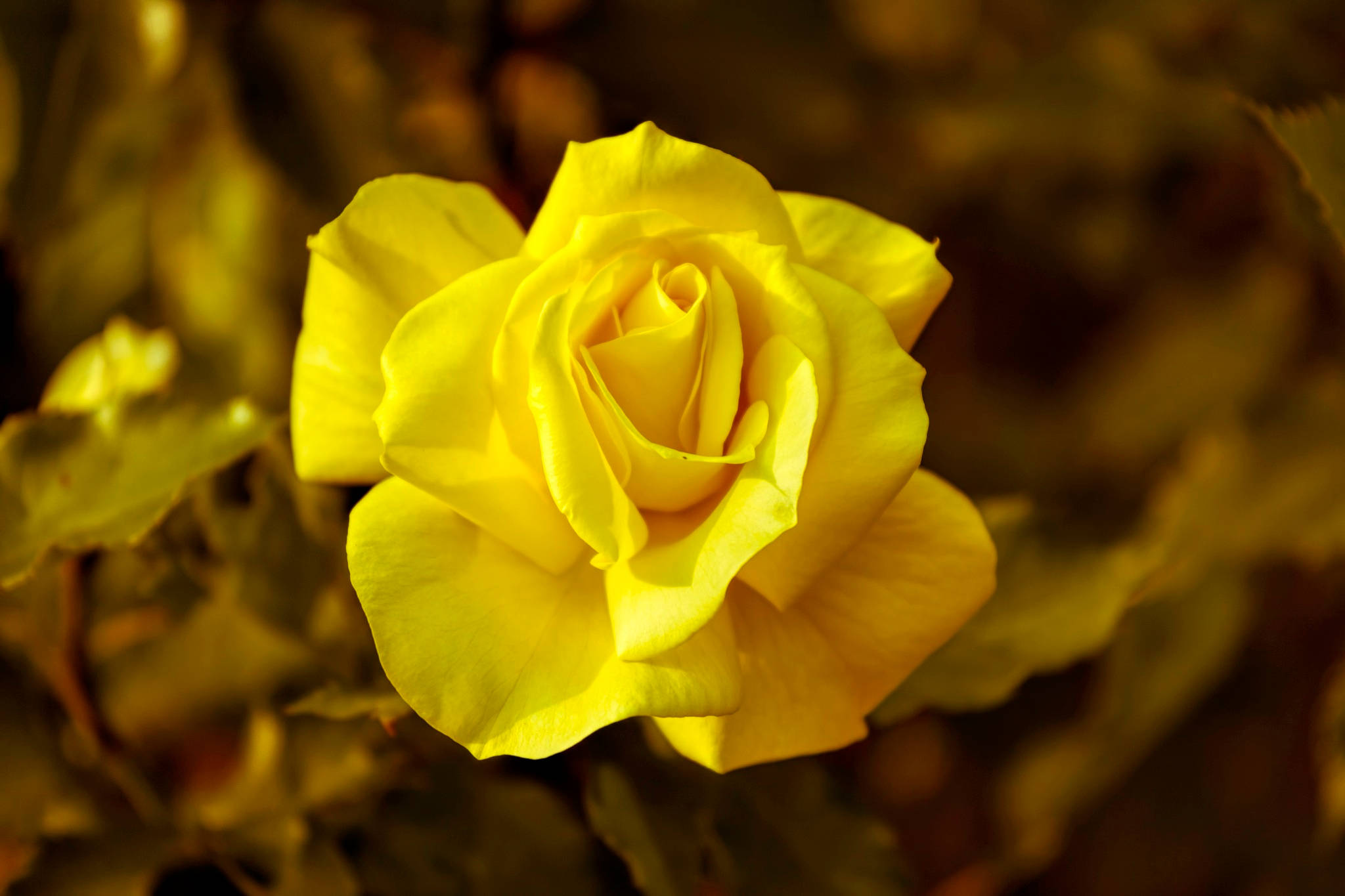 Dilaw na Rosas na Bulaklak Wallpaper