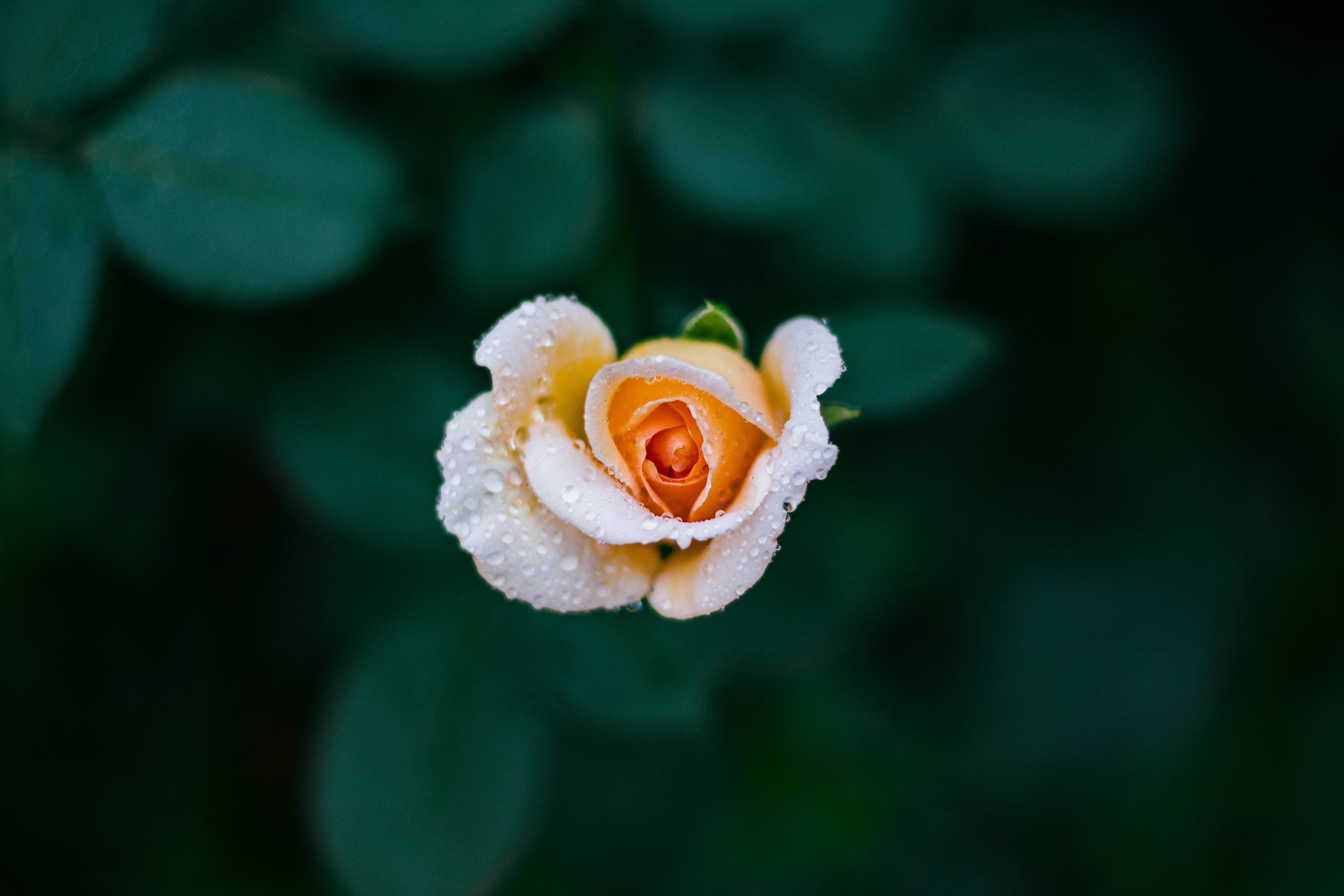 Dilaw na Rosas na Bulaklak na Usbong Wallpaper