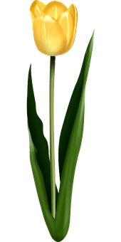 Dilaw na Tulip na May Itim na Background Wallpaper